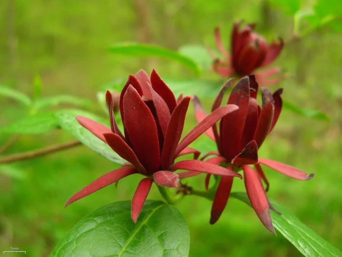 Carolina Allspice (Calycanthus Floridus) — red flowers in the garden