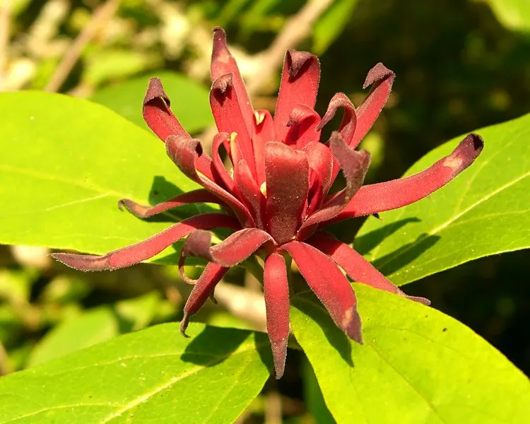 Carolina Allspice (Calycanthus Floridus) — strap-like petal structure; scientifically known as Calycanthus floridus