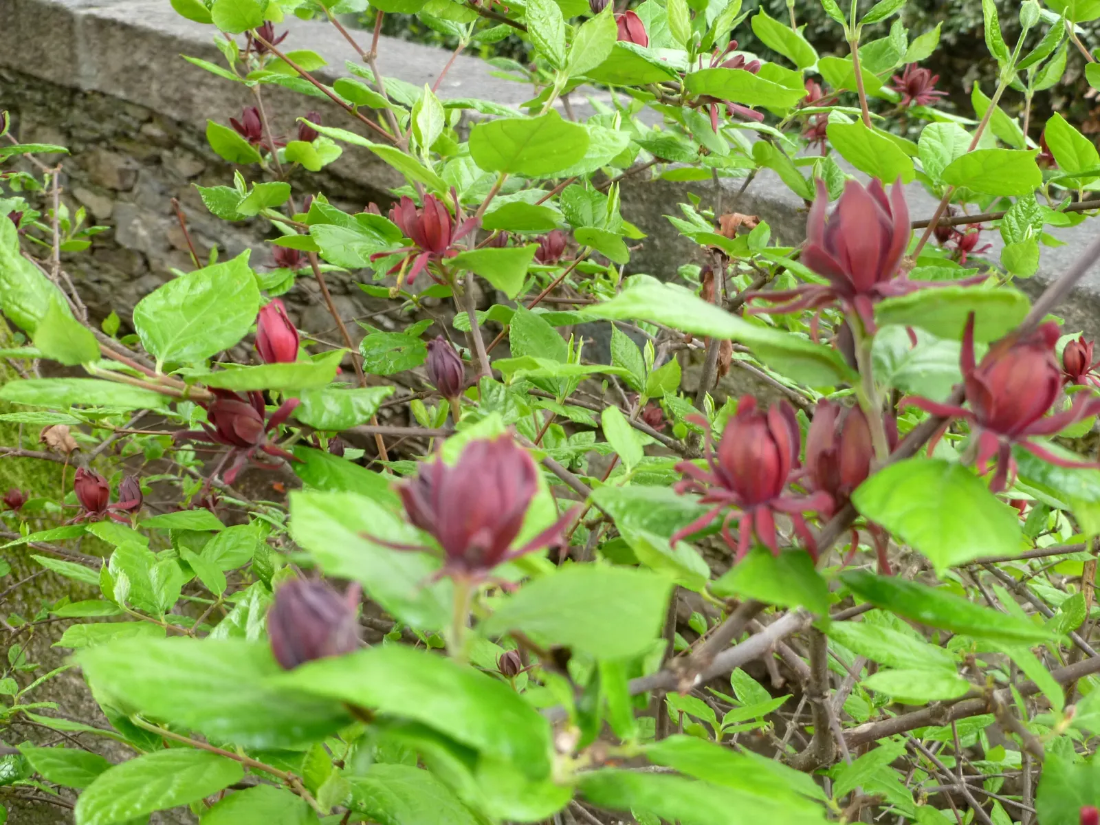 Carolina Allspice (Calycanthus Floridus) — Reaching up to 6-9 feet in height and spread; it features maroon to reddish-brown blooms with a spicy, image 48