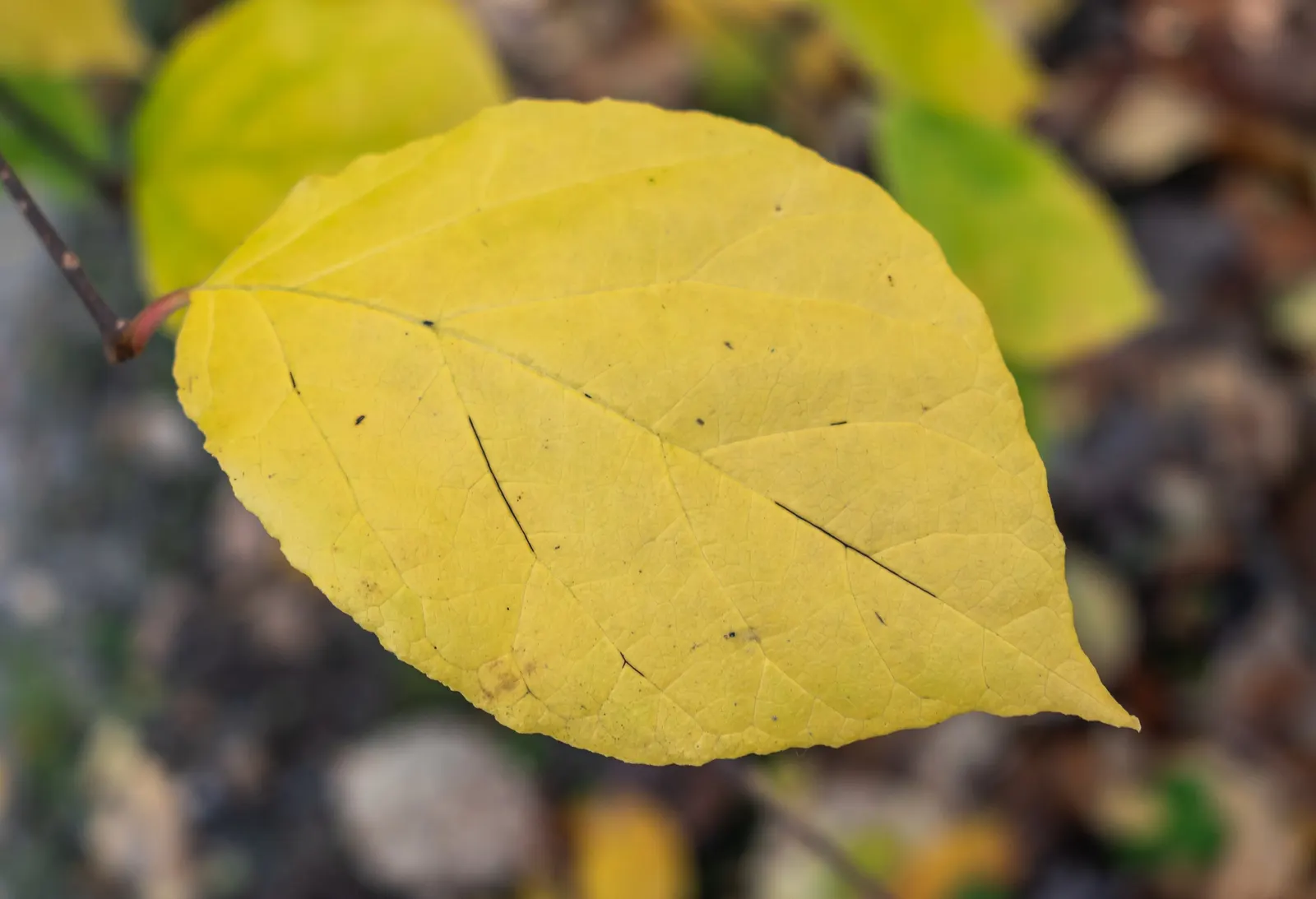 Carolina Allspice (Calycanthus Floridus) — is a versatile and aromatic shrub that brings both olfactory and visual appeal to landscape designs, image 74