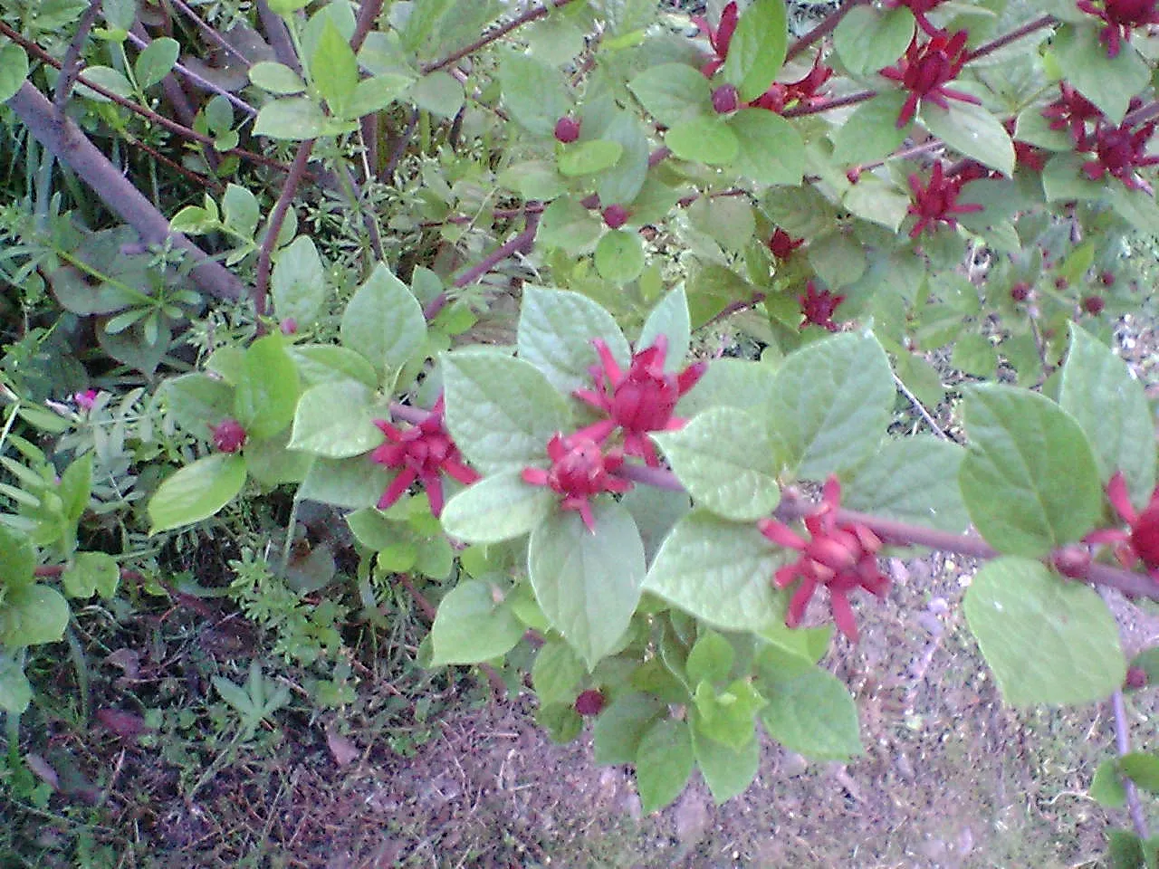 Carolina Allspice (Calycanthus Floridus) — This multi-stemmed shrub adds a unique aromatic touch and visual interest to any landscape design; it thrives in