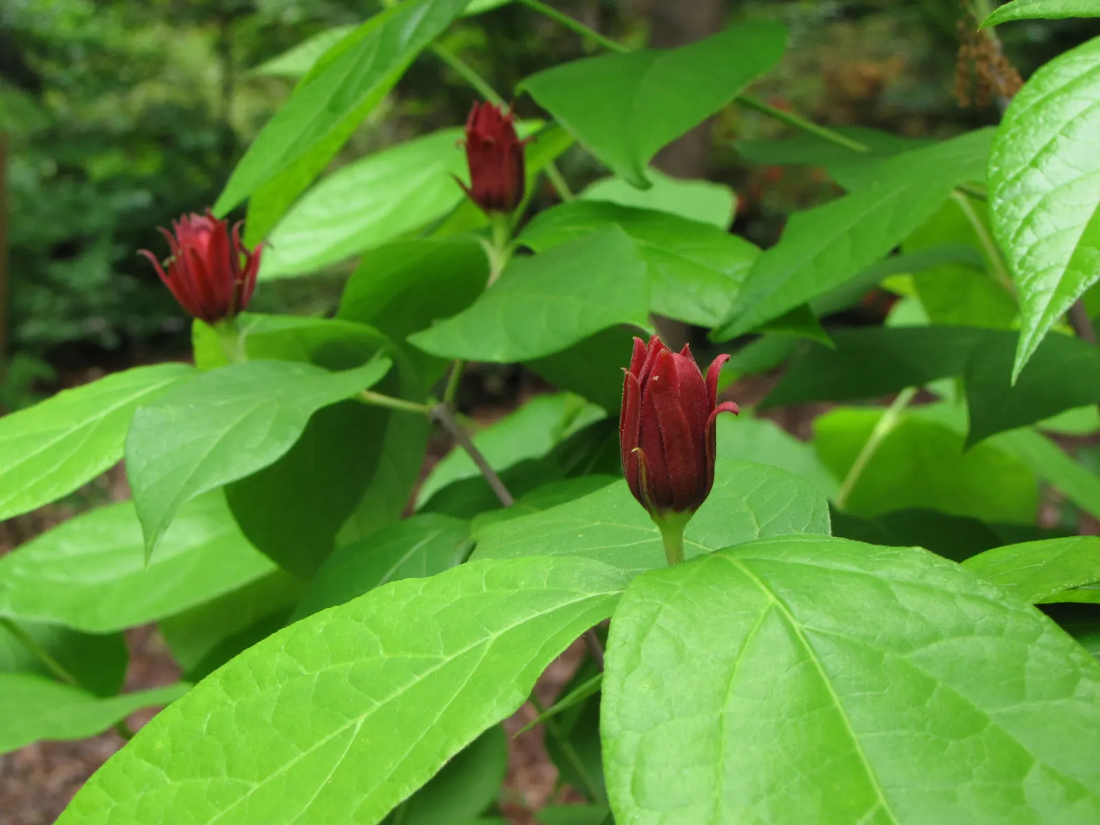 Carolina Allspice (Calycanthus Floridus) — It features maroon to reddish-brown blooms with a spicy fragrance, spanning 1-2 inches across; well-drained soil