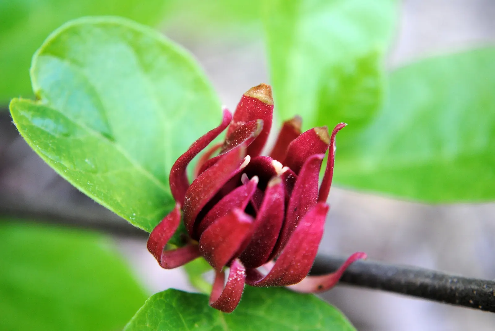 Carolina Allspice (Calycanthus Floridus) — well-drained soil with a pH level ranging from slightly acidic to neutral