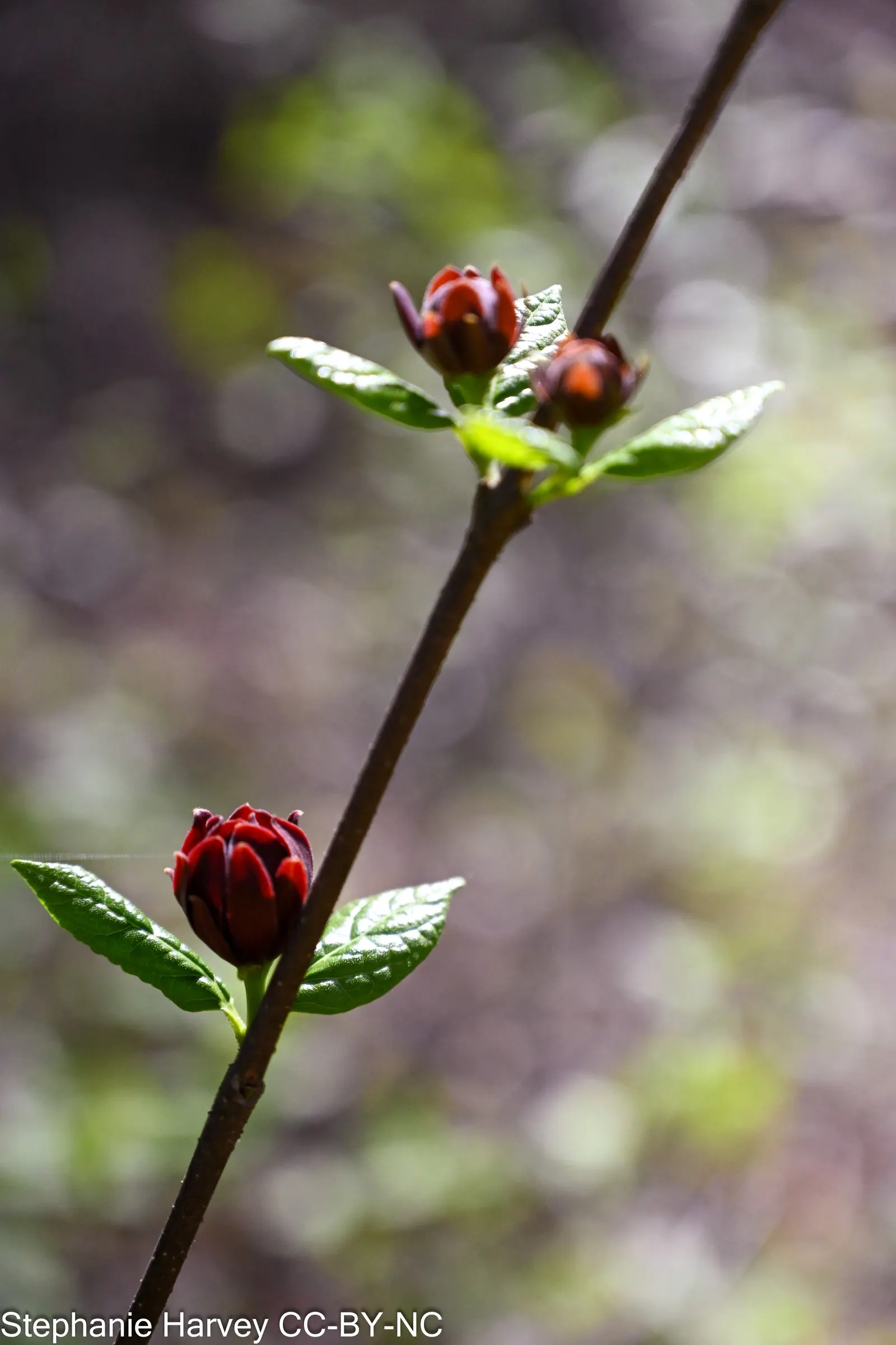 Carolina Allspice (Calycanthus Floridus) — typically reaches a mature height and spread of 6 to 9 feet; is a deciduous shrub native to the US