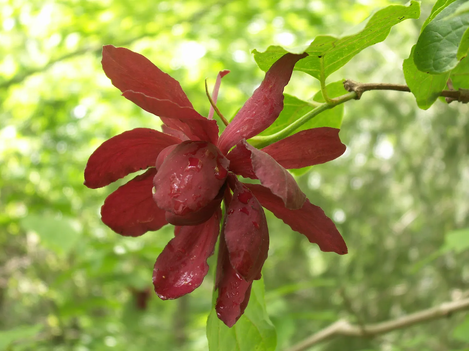 Carolina Allspice (Calycanthus Floridus) — Their intoxicating fragrance has been likened to that of strawberries; strap-like petal structure, image 59
