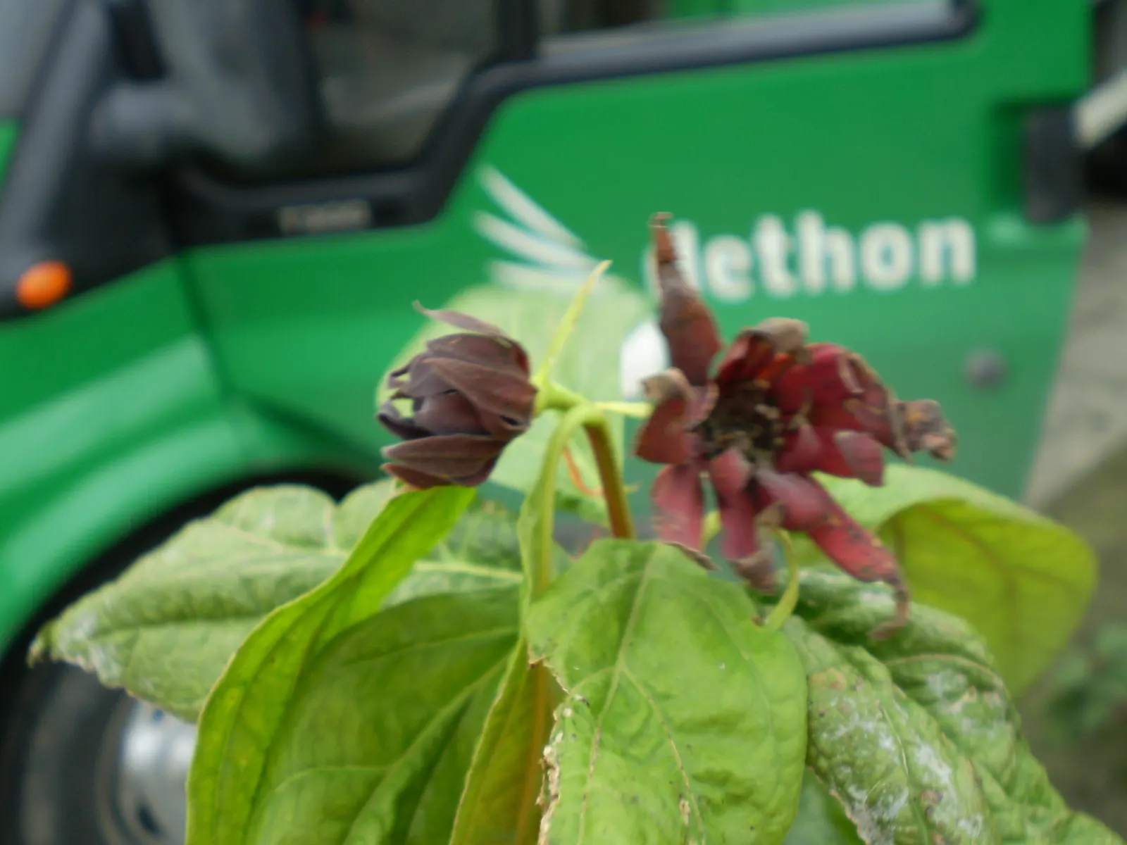 Carolina Allspice (Calycanthus Floridus) — and can grow up to 6 inches in length; is a versatile and aromatic shrub that brings both olfactory and, image 99