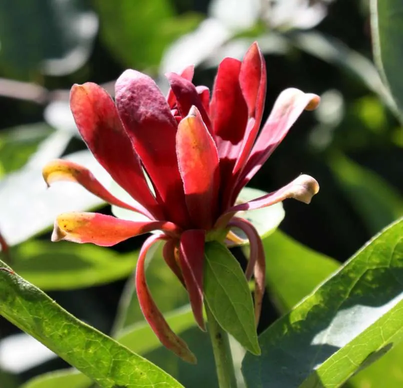 Carolina Allspice (Calycanthus Floridus) — and can grow up to 6 inches in length; is a versatile and aromatic shrub that brings both olfactory and, image 77