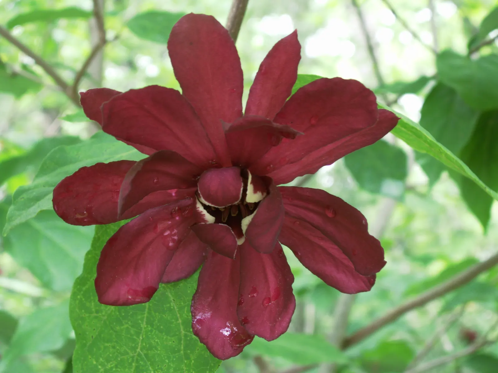 Carolina Allspice (Calycanthus Floridus) — scientifically known as Calycanthus floridus; thriving in hardiness zones 4-9, image 51