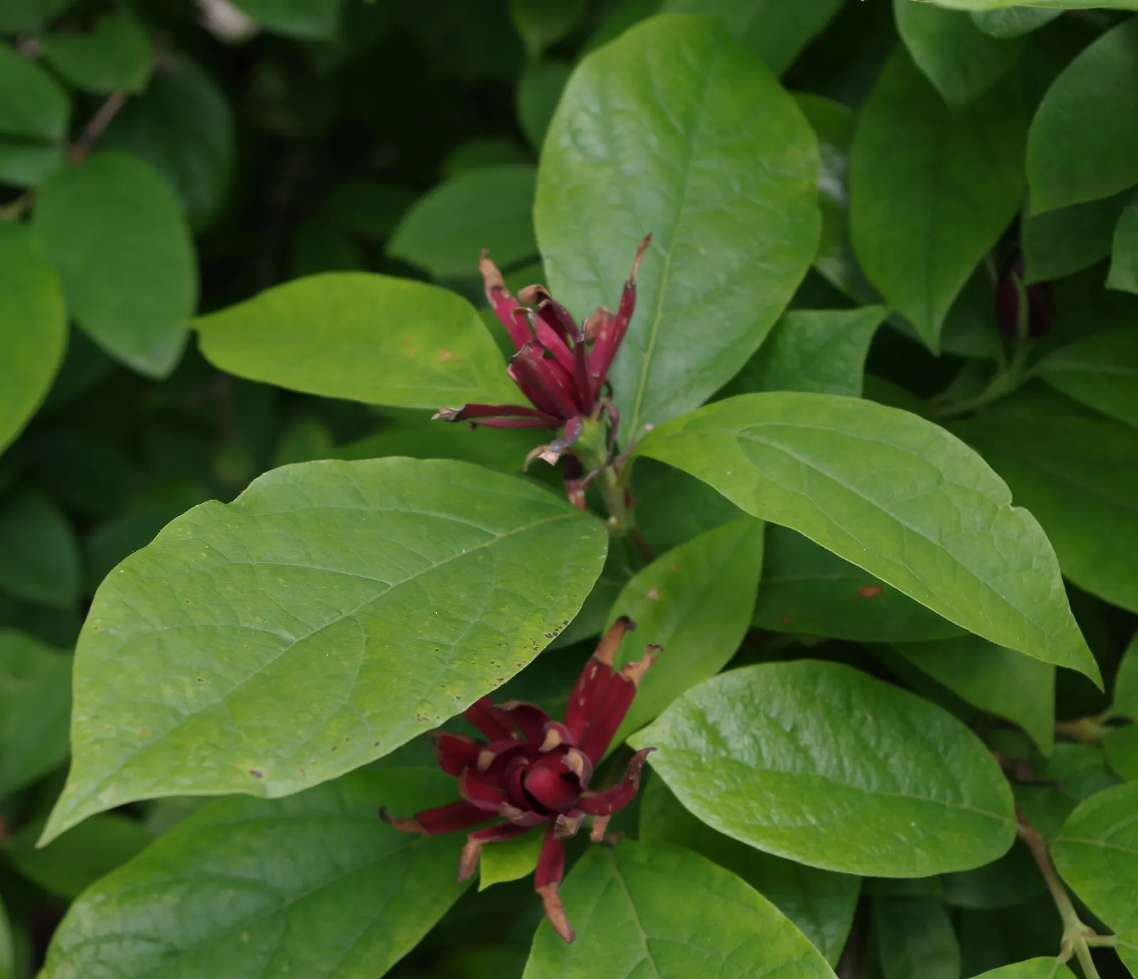Carolina Allspice (Calycanthus Floridus) — is a deciduous shrub native to the US; reaching up to 6-9 feet in height and spread, image 45