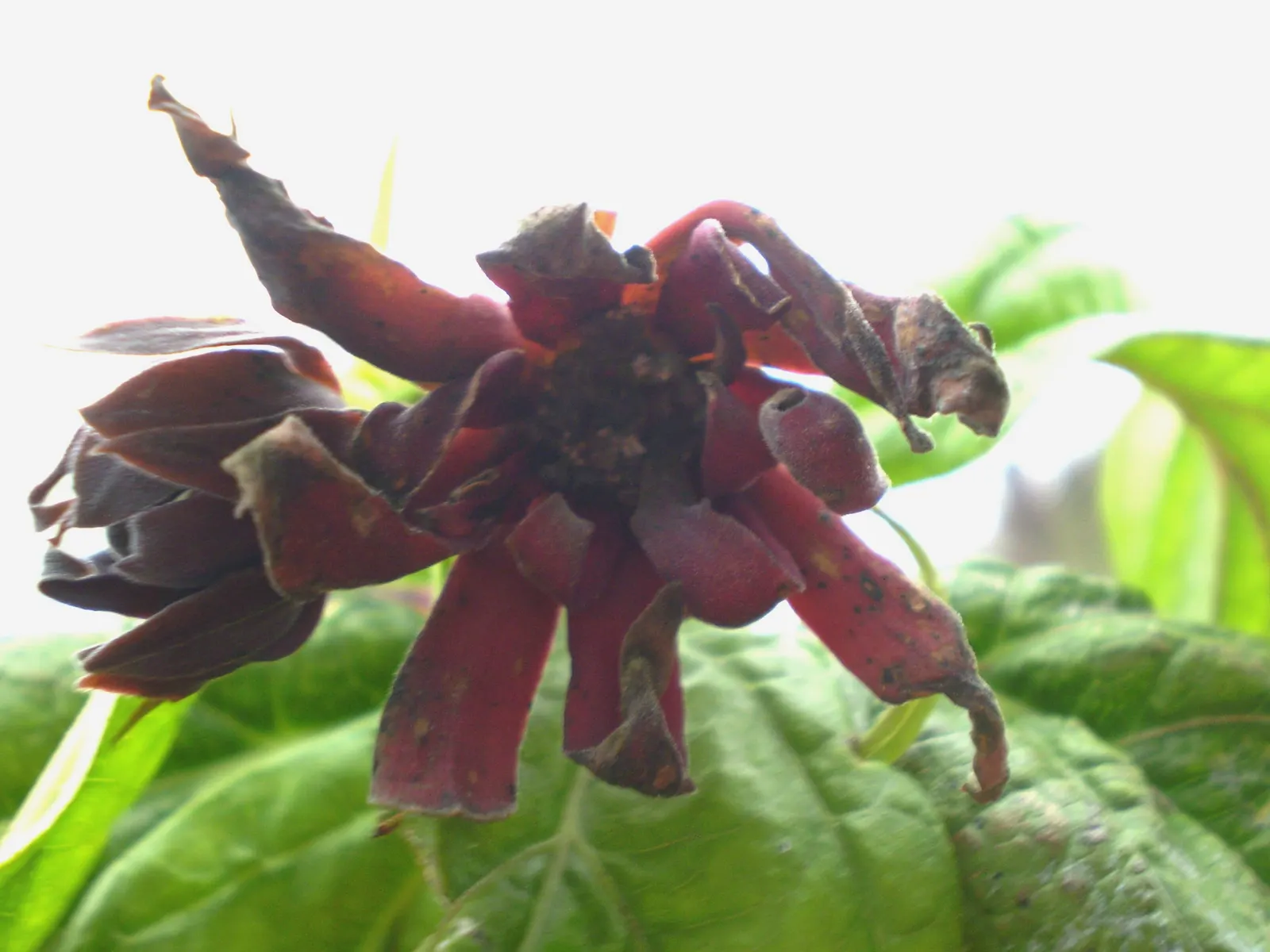 Carolina Allspice (Calycanthus Floridus) — This multi-stemmed shrub adds a unique aromatic touch and visual interest to any landscape design; it, image 72