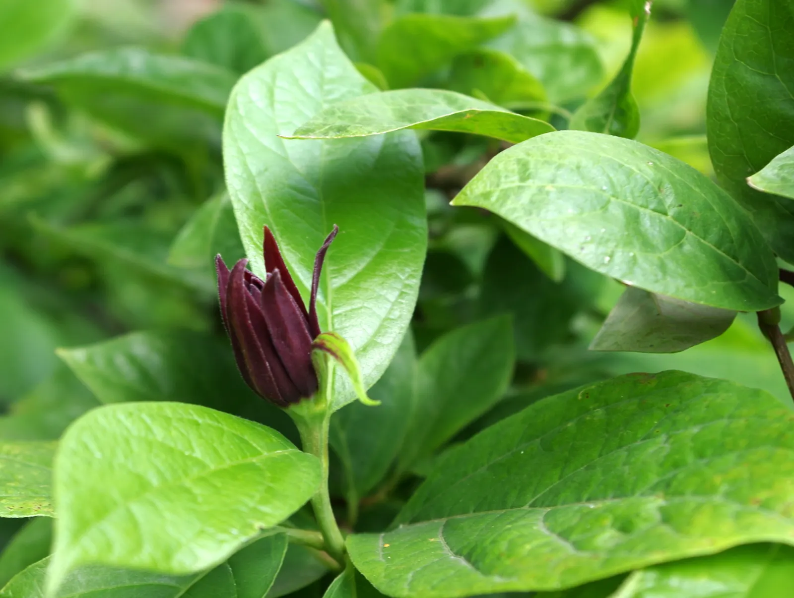 Carolina Allspice (Calycanthus Floridus) — which appear in late spring to early summer; shrub for full or half or shade