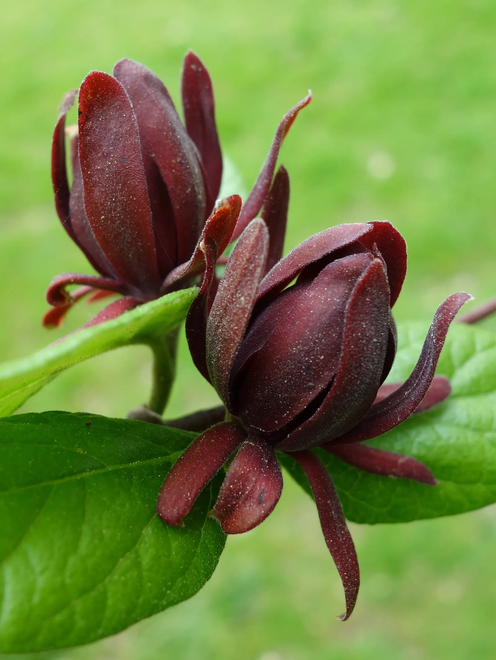 Carolina Allspice (Calycanthus Floridus) — shrub for full or half or shade; inform them that occasional pruning may be necessary to maintain the, image 88
