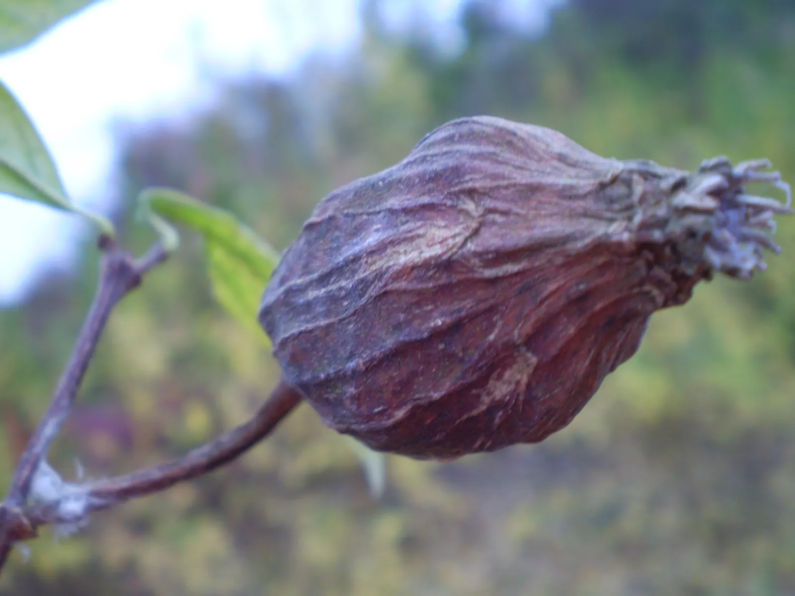 Carolina Allspice (Calycanthus Floridus) — and can grow up to 6 inches in length