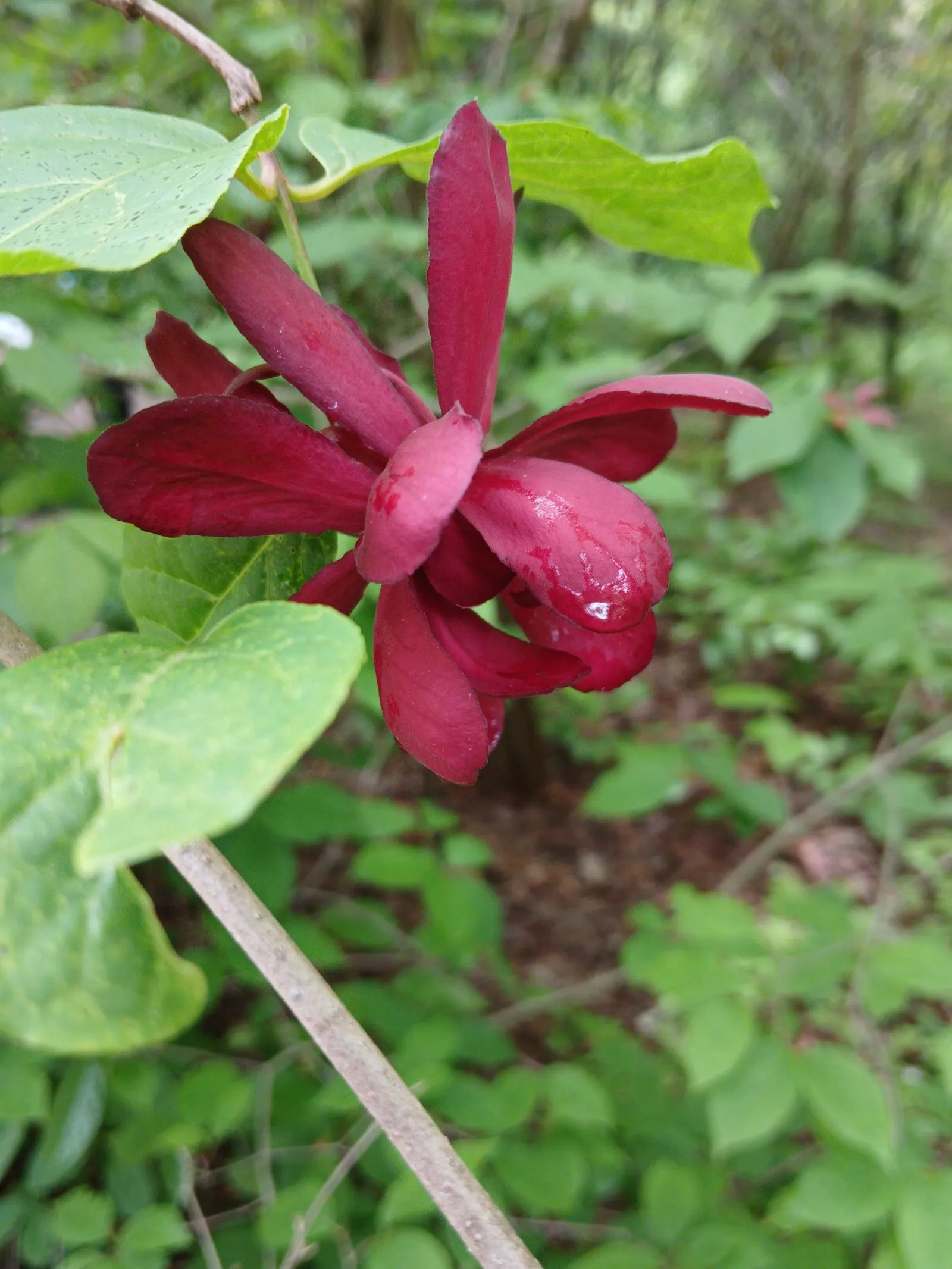 Carolina Allspice (Calycanthus Floridus) — typically reaches a mature height and spread of 6 to 9 feet