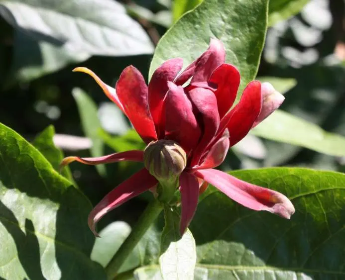 Carolina Allspice (Calycanthus Floridus) — thriving in hardiness zones 4-9; and can grow up to 6 inches in length, image 90