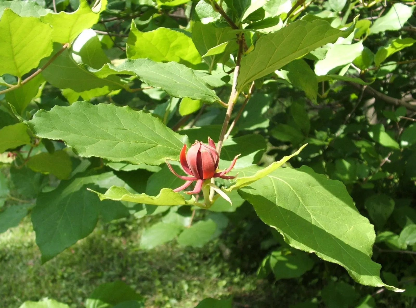 Carolina Allspice (Calycanthus Floridus) — is a deciduous shrub native to the US; reaching up to 6-9 feet in height and spread
