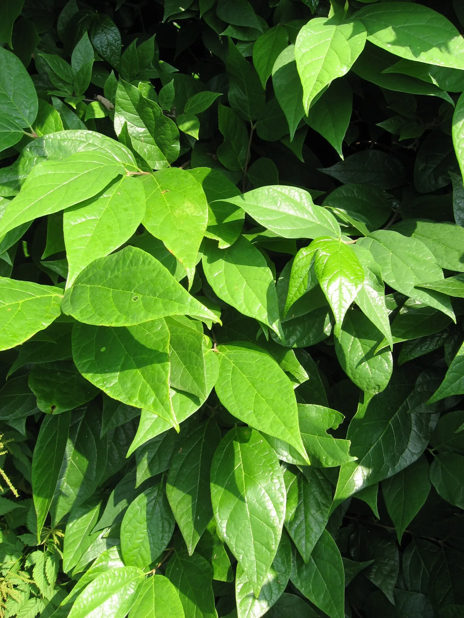 Carolina Allspice (Calycanthus Floridus) — scientifically known as Calycanthus floridus; thriving in hardiness zones 4-9