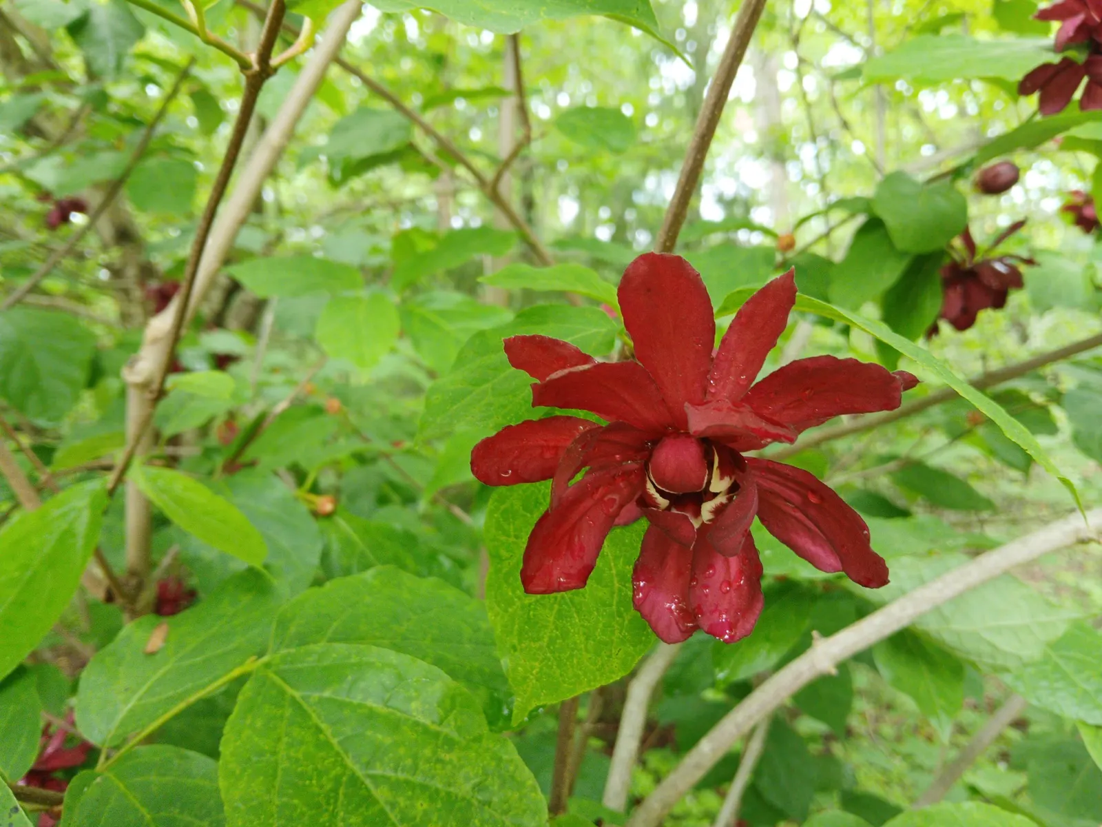 Carolina Allspice (Calycanthus Floridus) — it prefers full sun to partial shade and moist