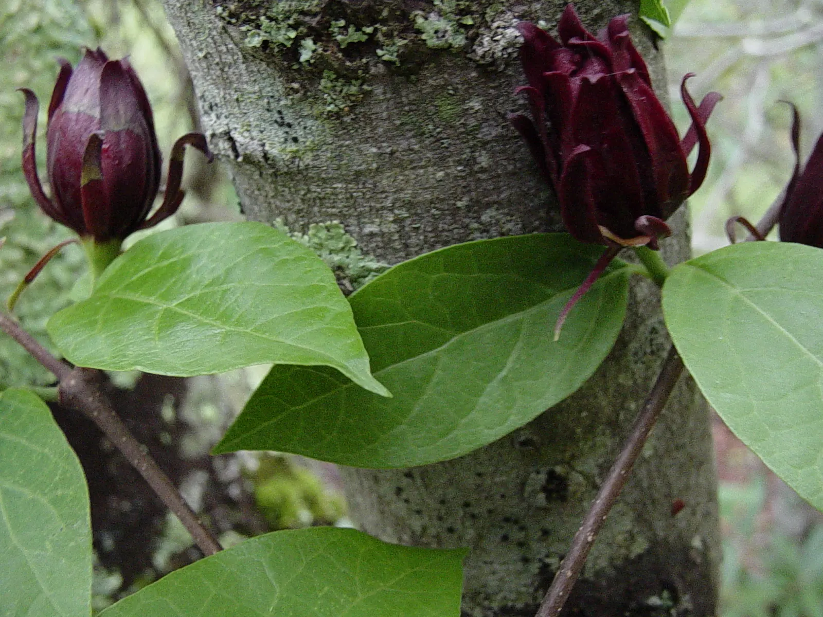 Carolina Allspice (Calycanthus Floridus) — or as a captivating specimen in mixed borders; shrub with red blooms, image 60