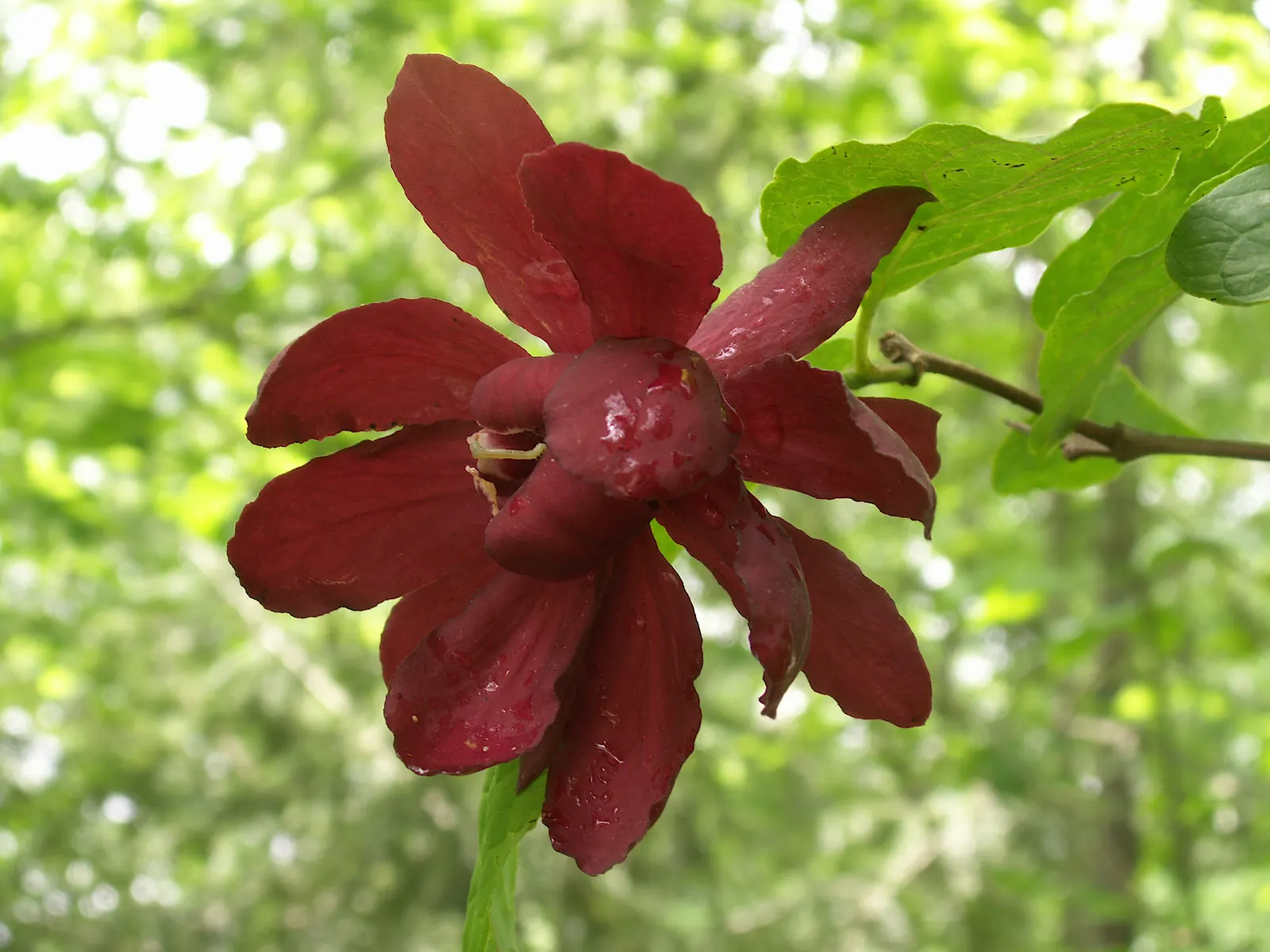 Carolina Allspice (Calycanthus Floridus) — or as a captivating specimen in mixed borders