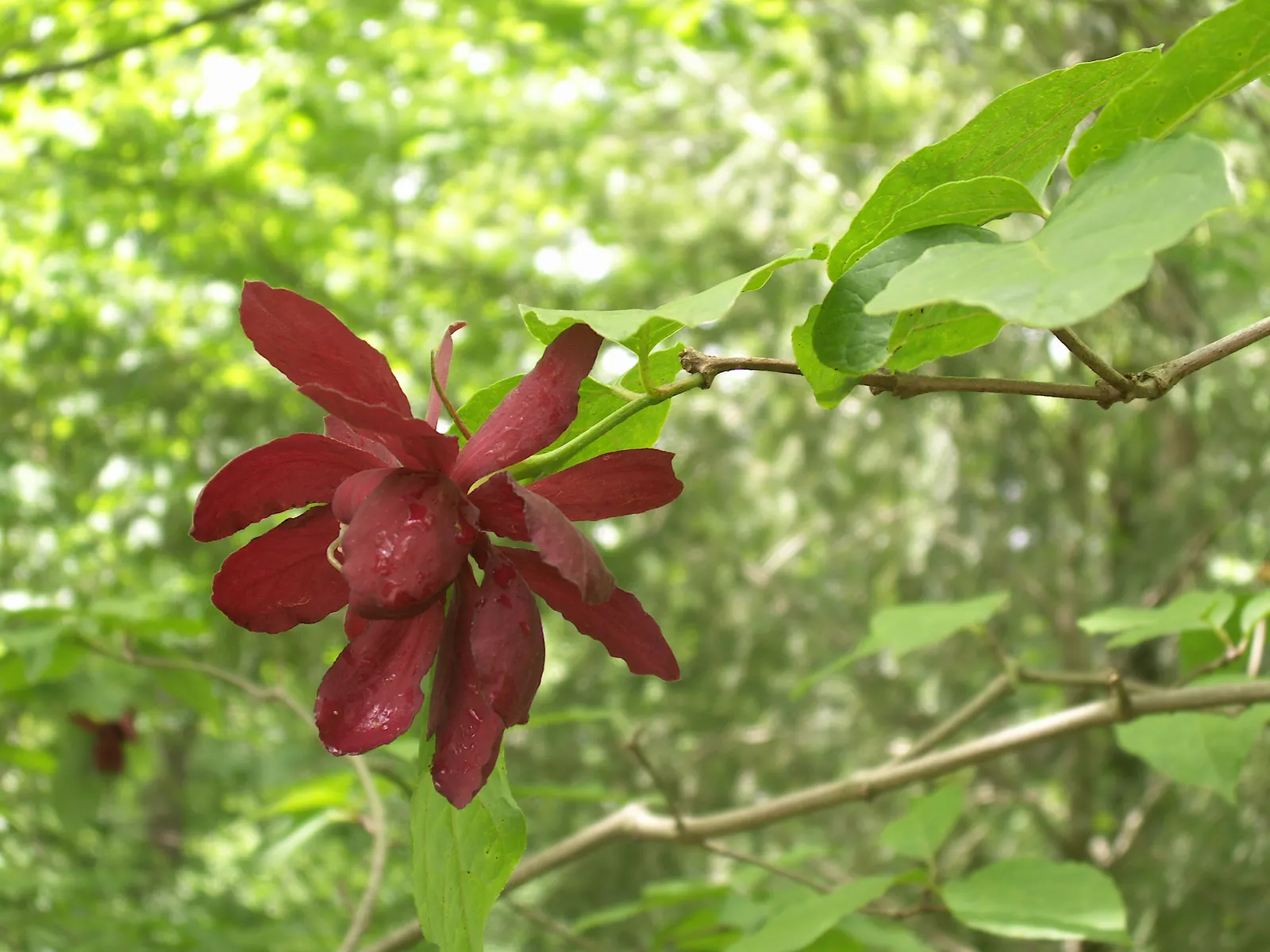 Carolina Allspice (Calycanthus Floridus) — scientifically known as Calycanthus floridus; thriving in hardiness zones 4-9, image 95