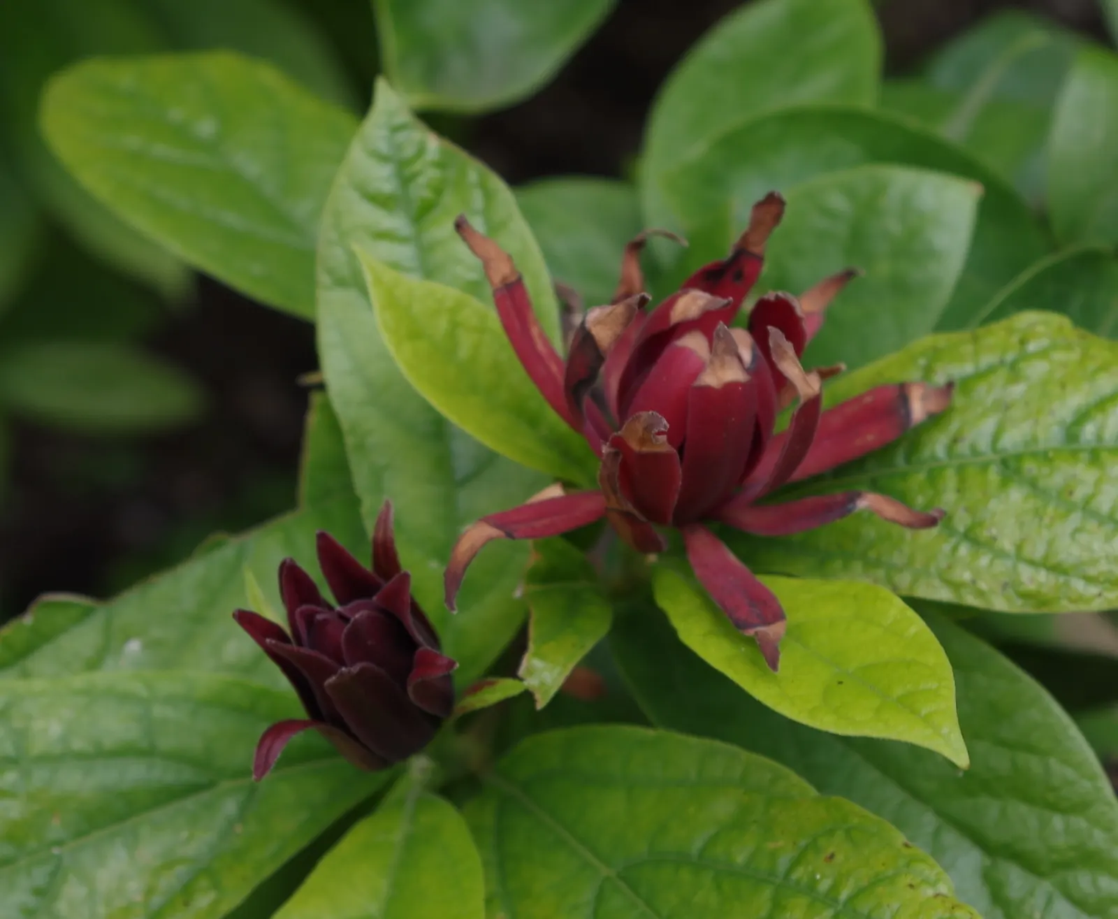 Carolina Allspice (Calycanthus Floridus) — It thrives in full sun to partial shade and prefers moist; this multi-stemmed shrub adds a unique, image 83