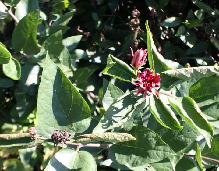 Carolina Allspice (Calycanthus Floridus) — It features maroon to reddish-brown blooms with a spicy fragrance, spanning 1-2 inches across, image 69