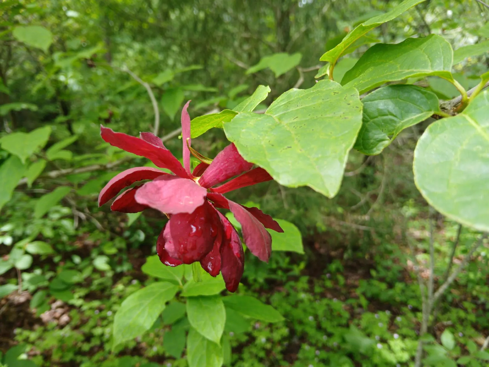 Carolina Allspice (Calycanthus Floridus) — shrub with red blooms