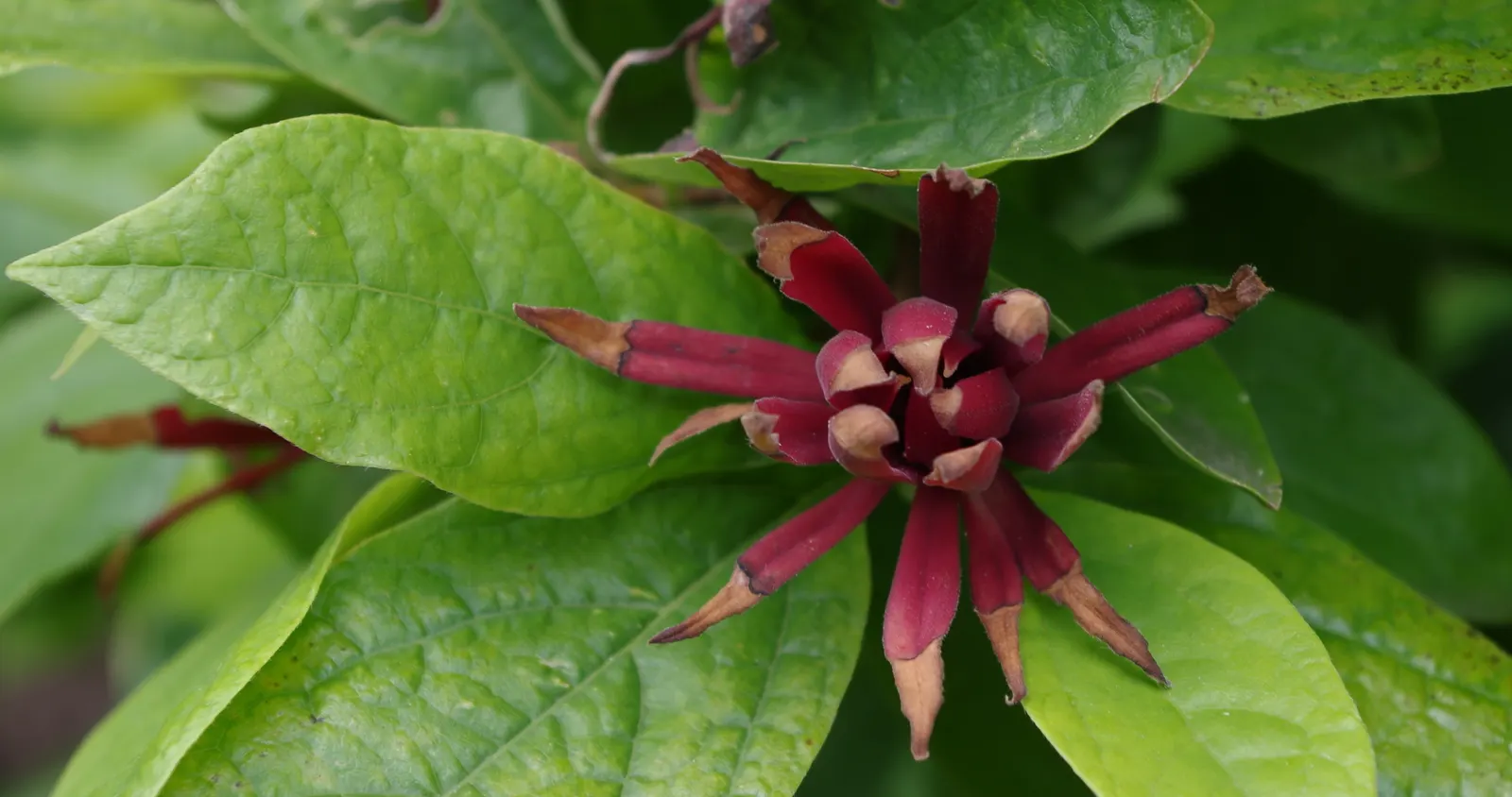 Carolina Allspice (Calycanthus Floridus) — native to the southeastern United States; or as a captivating specimen in mixed borders, image 75