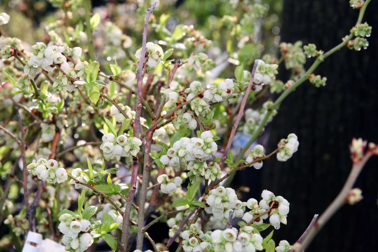 Northland Highbush Blueberry (Vaccinium Corymbosum 'Northland') — It produces abundant, sweet blueberries in midsummer and boasts white spring flowers and
