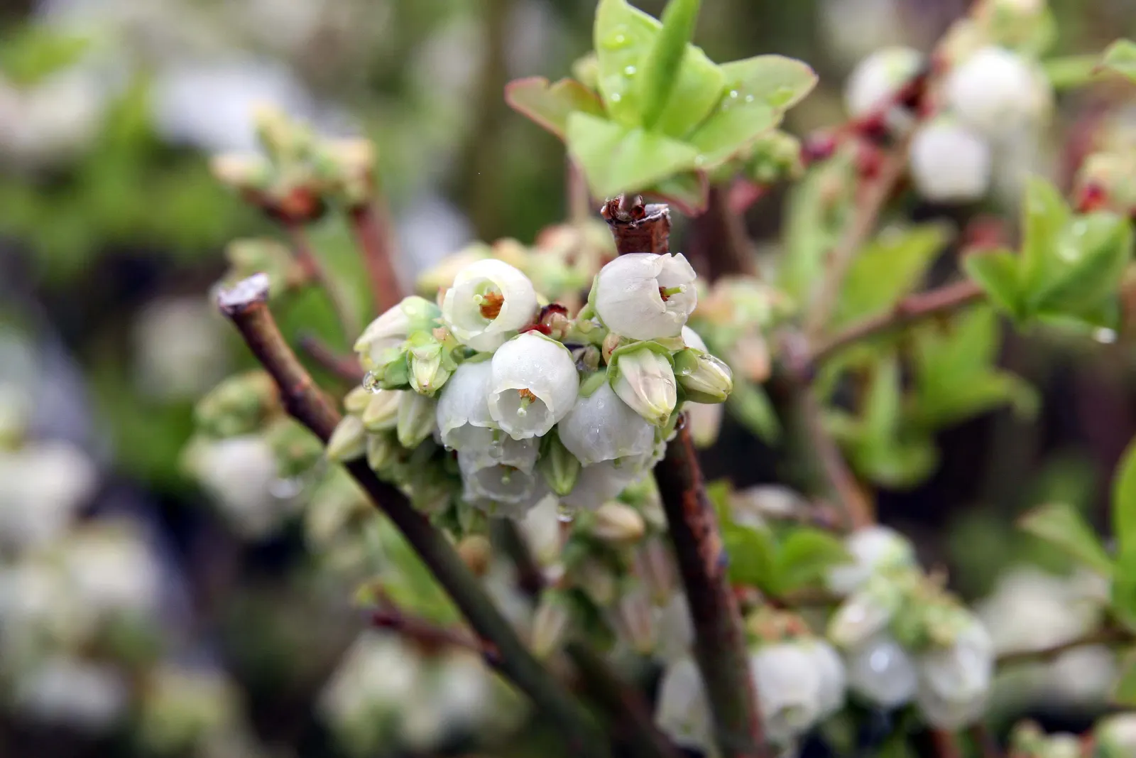 Northland Highbush Blueberry (Vaccinium Corymbosum 'Northland') — reaching 4-6 feet tall and wide