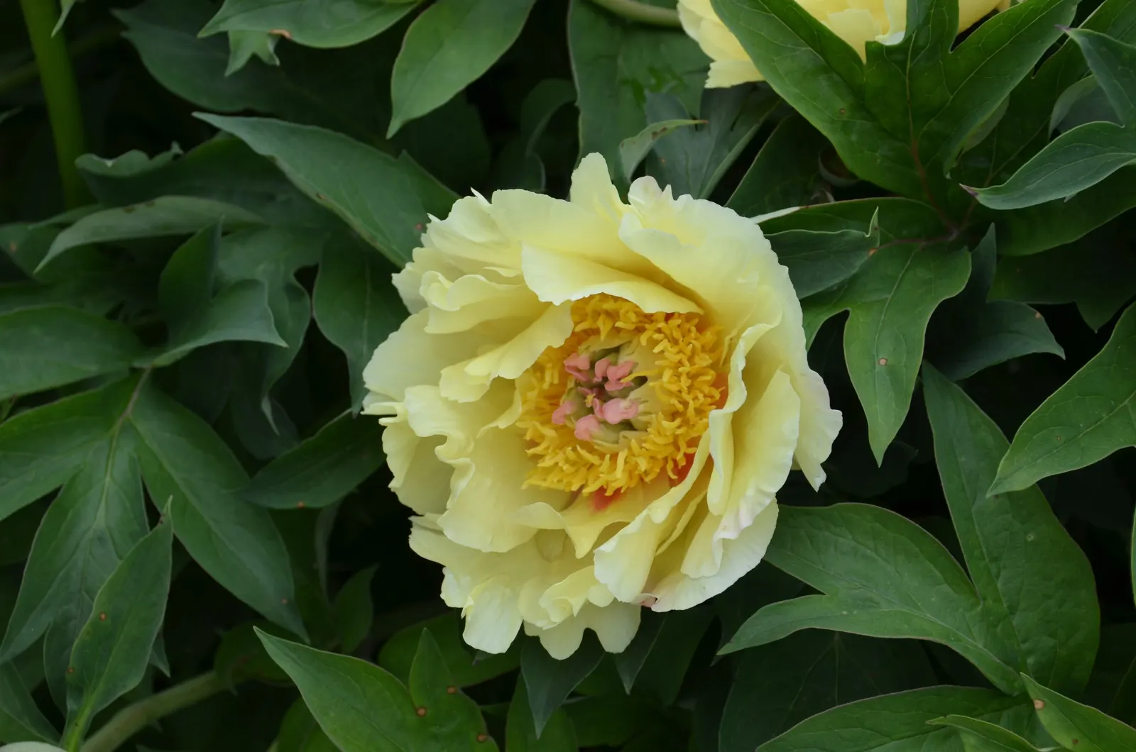 Peony, Herbaceous & Tree (Paeonia Cv. (Assorted)) — offering a showy display from late spring to early summer