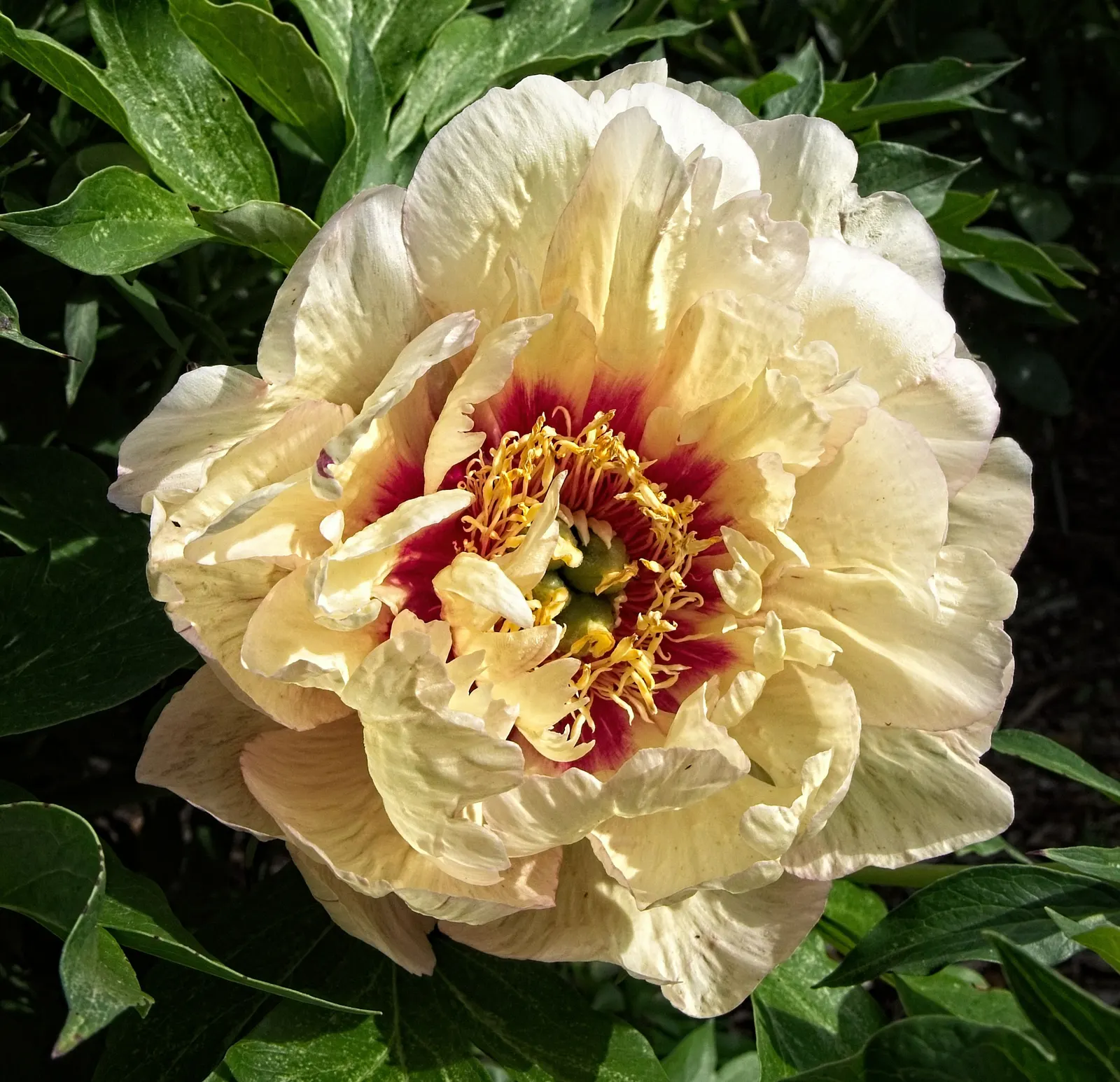 Peony, Herbaceous & Tree (Paeonia Cv. (Assorted)) — come in two main forms: Herbaceous (Paeonia lactiflora); they feature a bushy habit