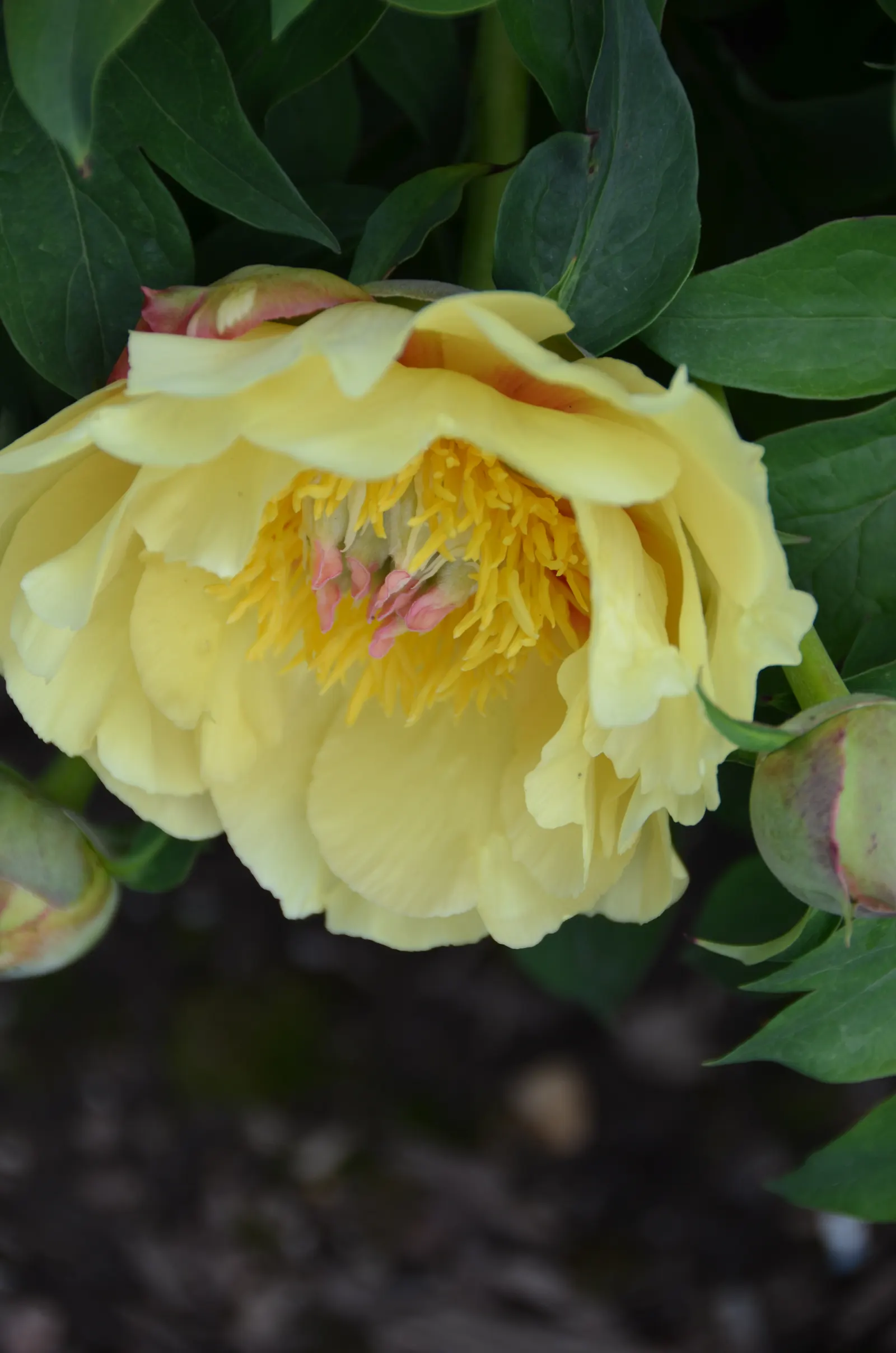 Peony, Herbaceous & Tree (Paeonia Cv. (Assorted)) — opulent blooms and lush foliage