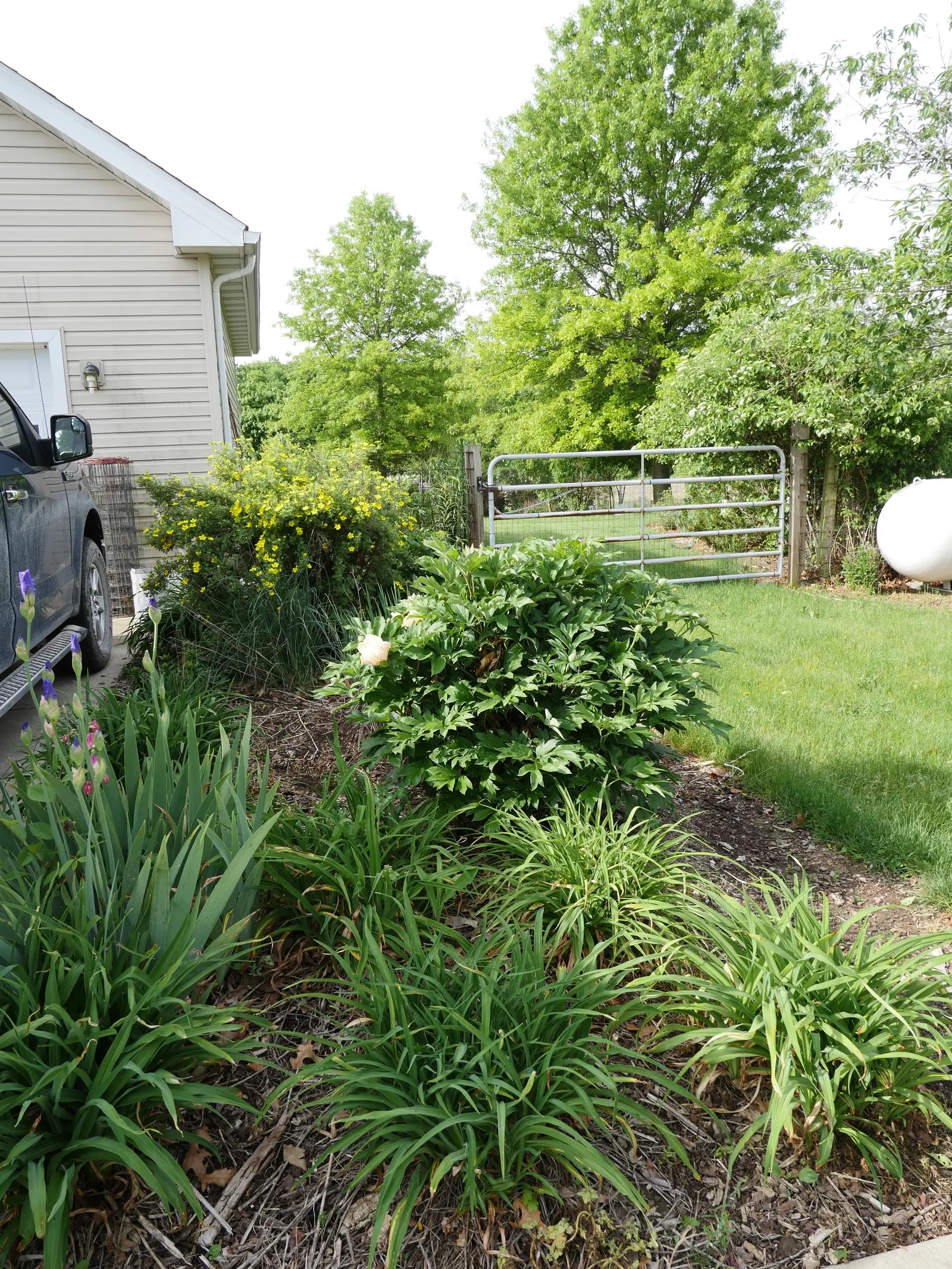 Peony, Herbaceous & Tree (Paeonia Cv. (Assorted)) — come in two main forms: Herbaceous (Paeonia lactiflora)