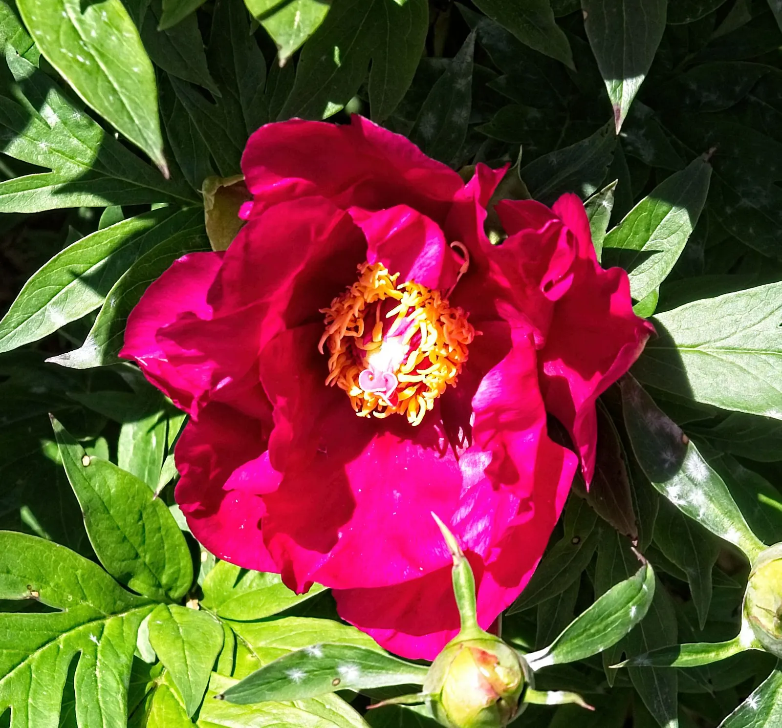 Peony, Herbaceous & Tree (Paeonia Cv. (Assorted)) — They feature a bushy habit