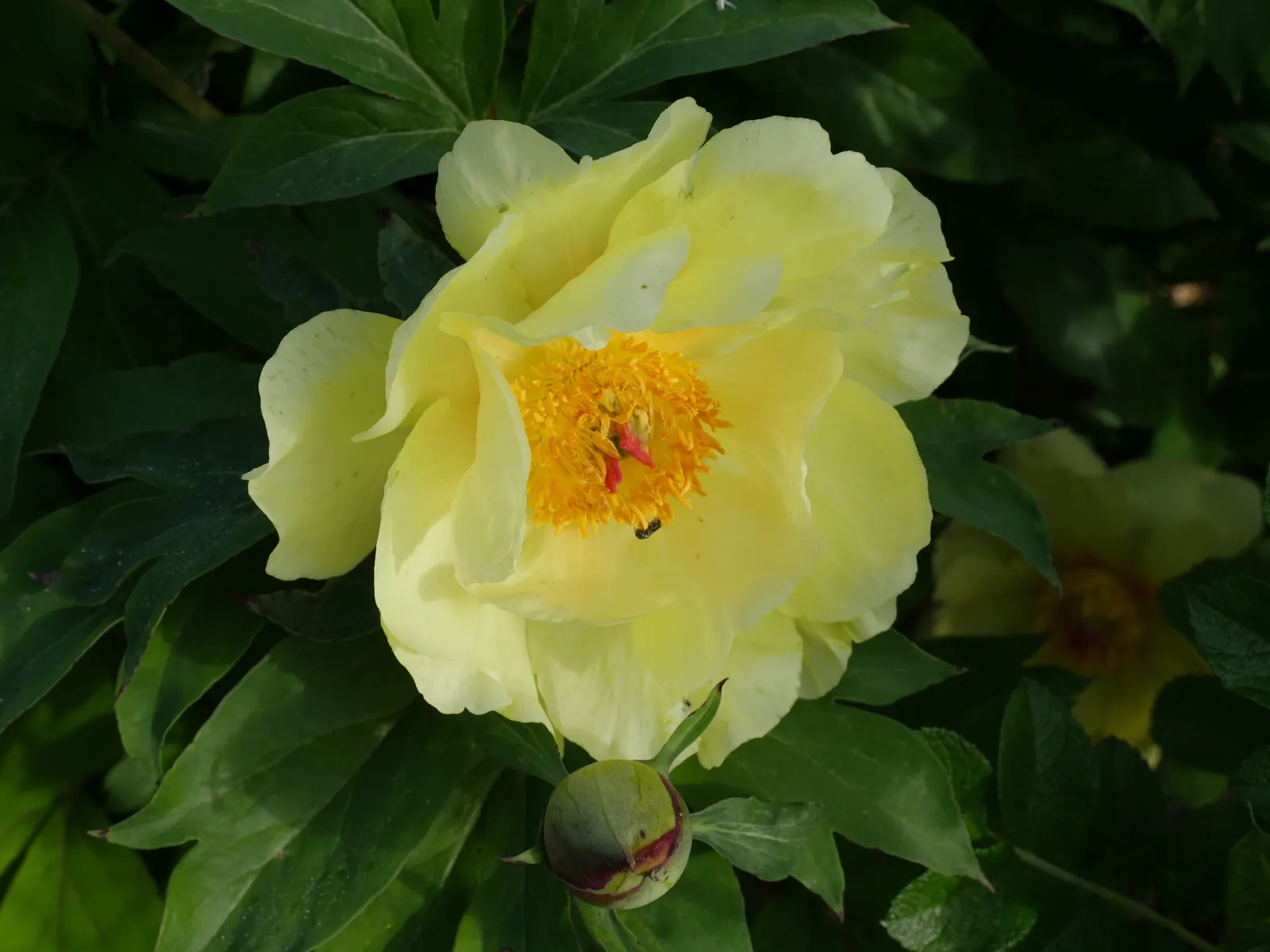 Peony, Herbaceous & Tree (Paeonia Cv. (Assorted)) — with their sumptuous blooms and vibrant hues; woody shrubs that retain structure year-round