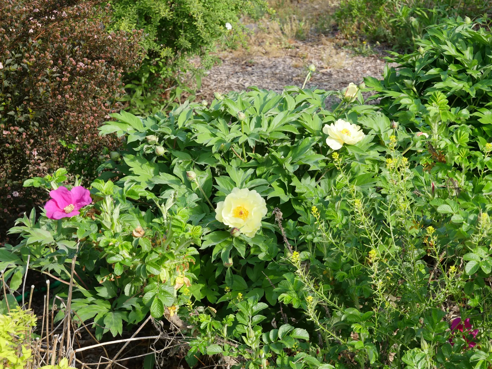 Peony, Herbaceous & Tree (Paeonia Cv. (Assorted)) — woody shrubs that retain structure year-round