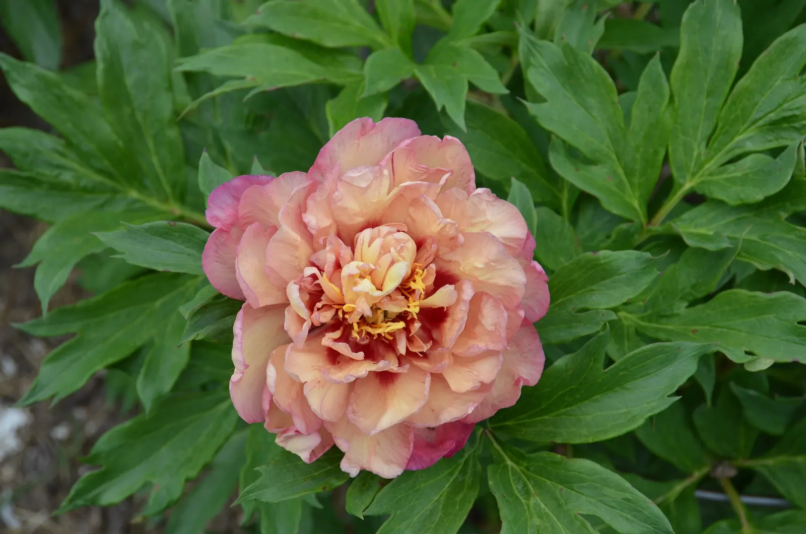 Peony, Herbaceous & Tree (Paeonia Cv. (Assorted)) — perennial with multi-colored blooms