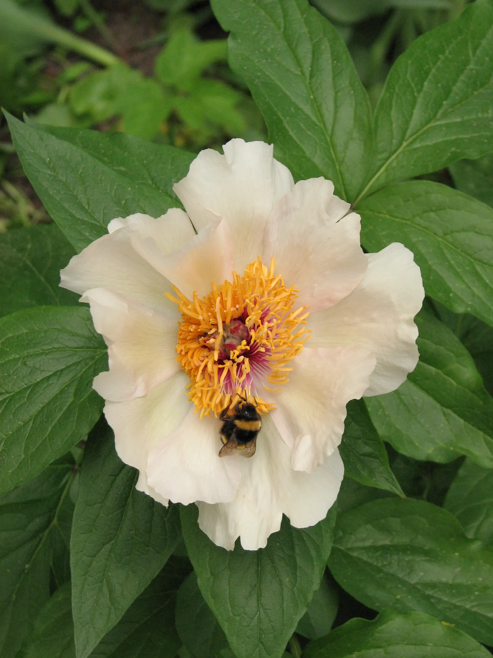 Peony, Herbaceous & Tree (Paeonia Cv. (Assorted)) — They prefer a sunny location with some shelter from strong winds