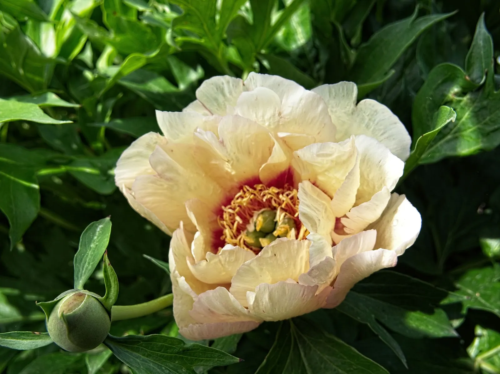 Peony, Herbaceous & Tree (Paeonia Cv. (Assorted)) — and Tree Peonies (Paeonia suffruticosa); similar in variety and color