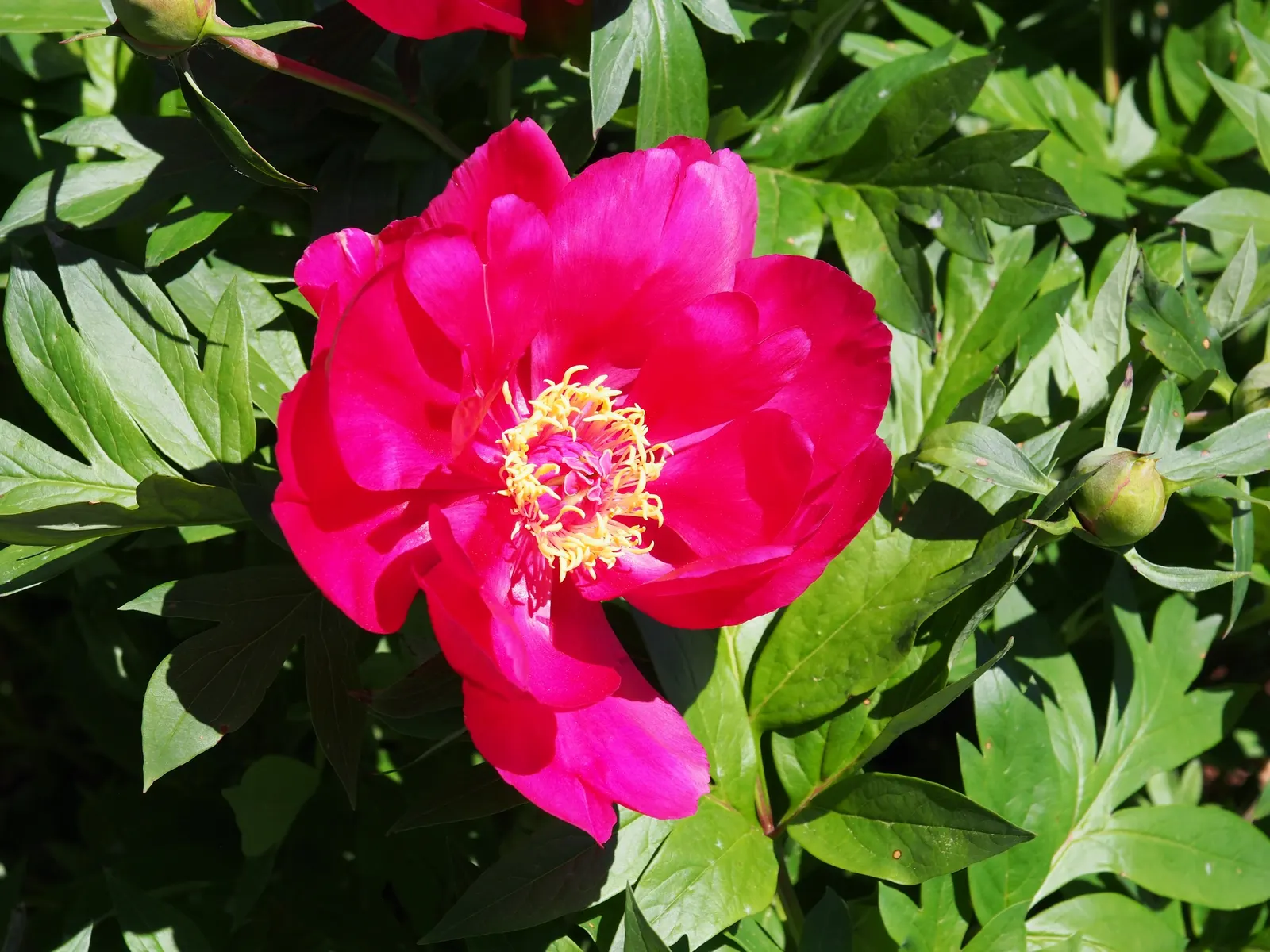 Peony, Herbaceous & Tree (Paeonia Cv. (Assorted)) — well-drained soil with full sun to partial shade