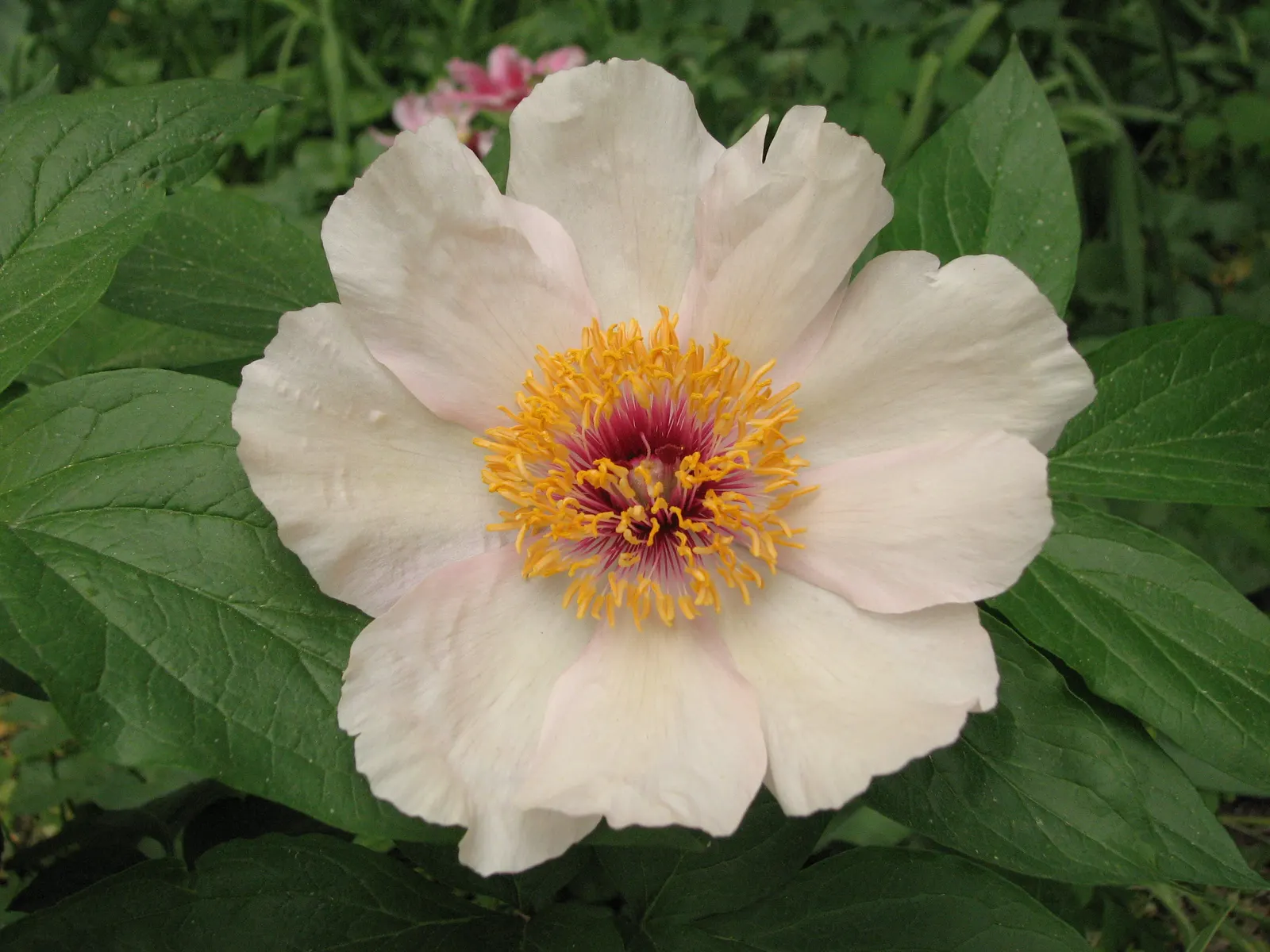 Peony, Herbaceous & Tree (Paeonia Cv. (Assorted)) — are woody shrubs that retain their structure year-round