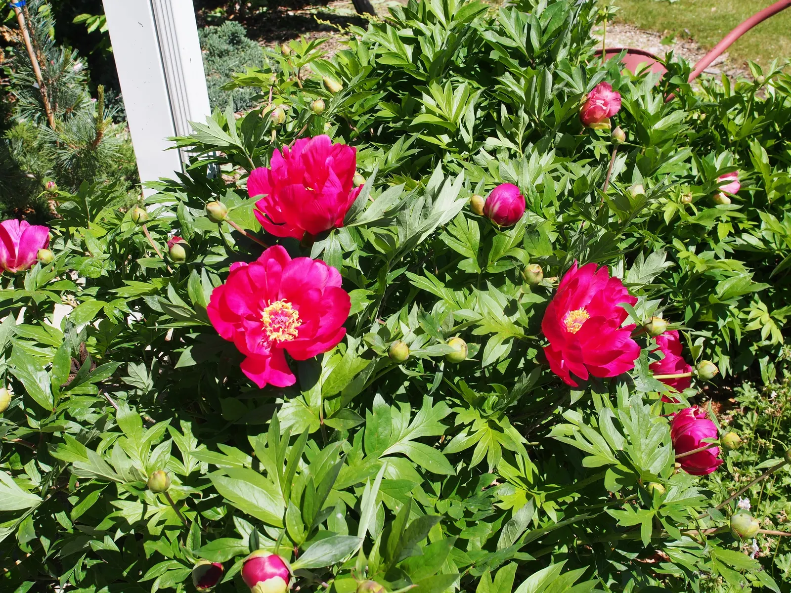 Peony, Herbaceous & Tree (Paeonia Cv. (Assorted)) — with their sumptuous blooms and vibrant hues