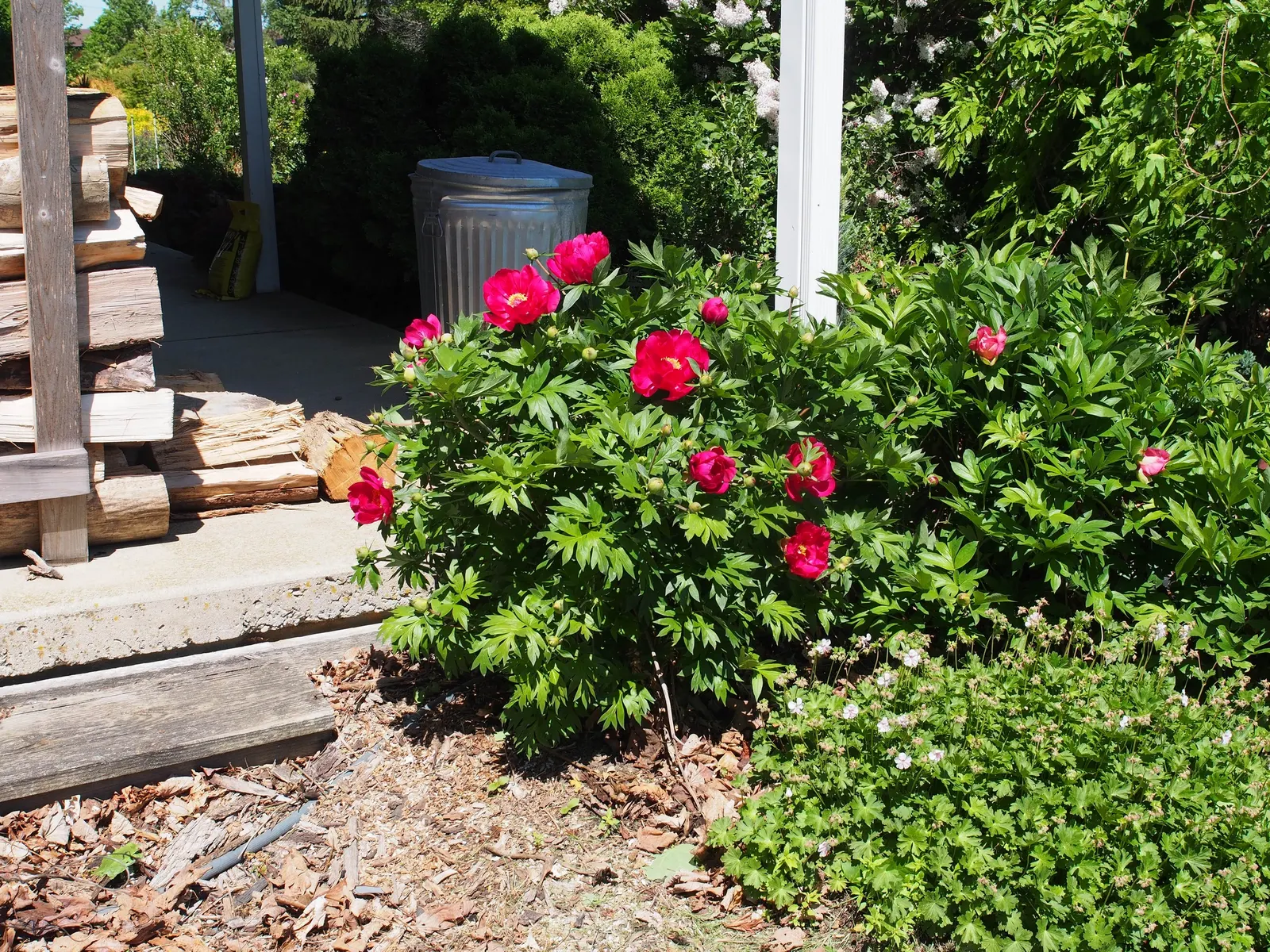 Peony, Herbaceous & Tree (Paeonia Cv. (Assorted)) — Peonies thrive in USDA hardiness zones 3 through 8 and prefer fertile