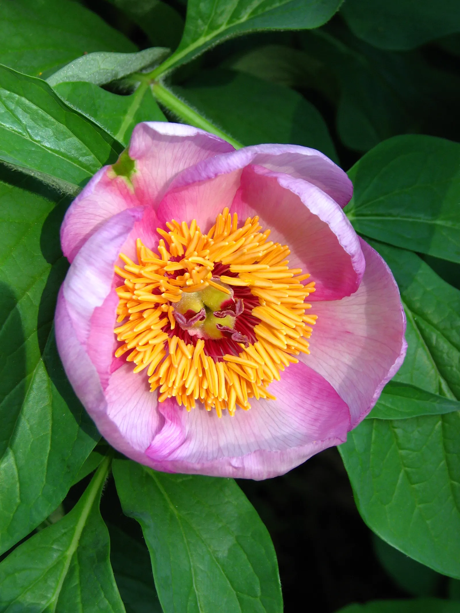 Peony, Herbaceous & Tree (Paeonia Cv. (Assorted)) — Blossoms range from single to double forms in colors spanning white, pink, red, and yellow