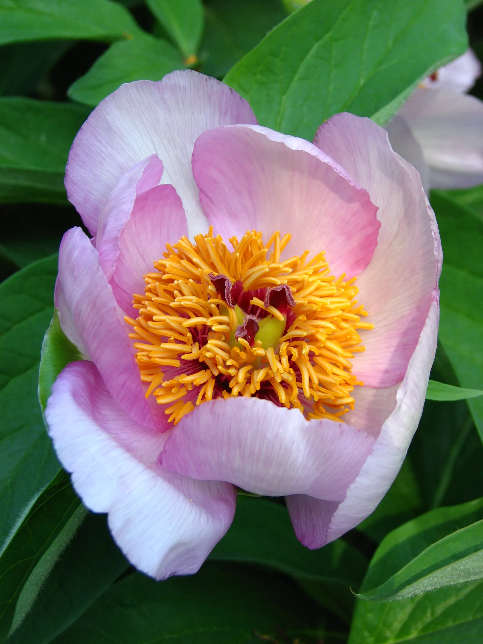 Peony, Herbaceous & Tree (Paeonia Cv. (Assorted)) — They generally reach a height of 4 to 7 feet and a similar spread