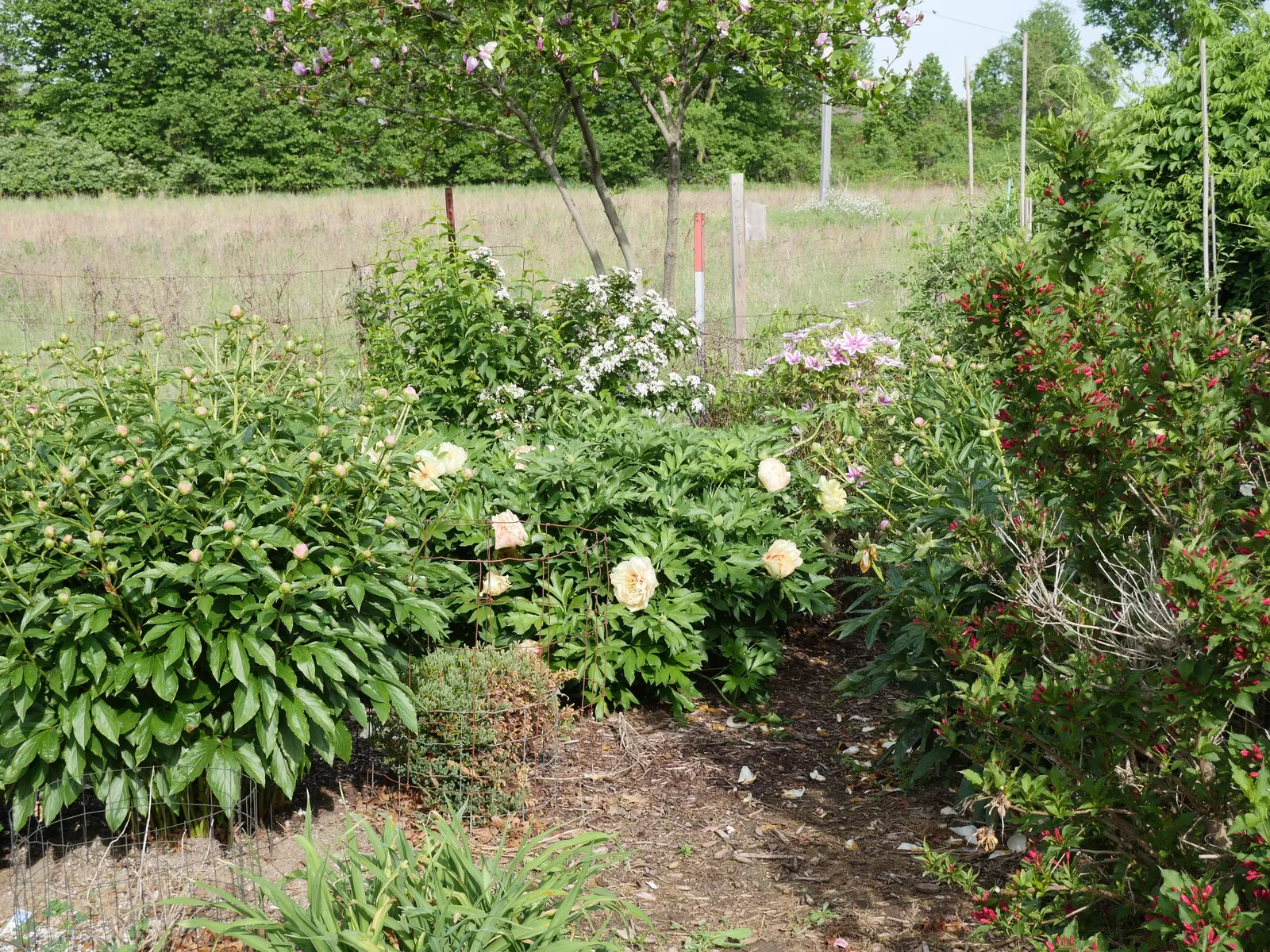 Peony, Herbaceous & Tree (Paeonia Cv. (Assorted)) — perennial for full or half or shade