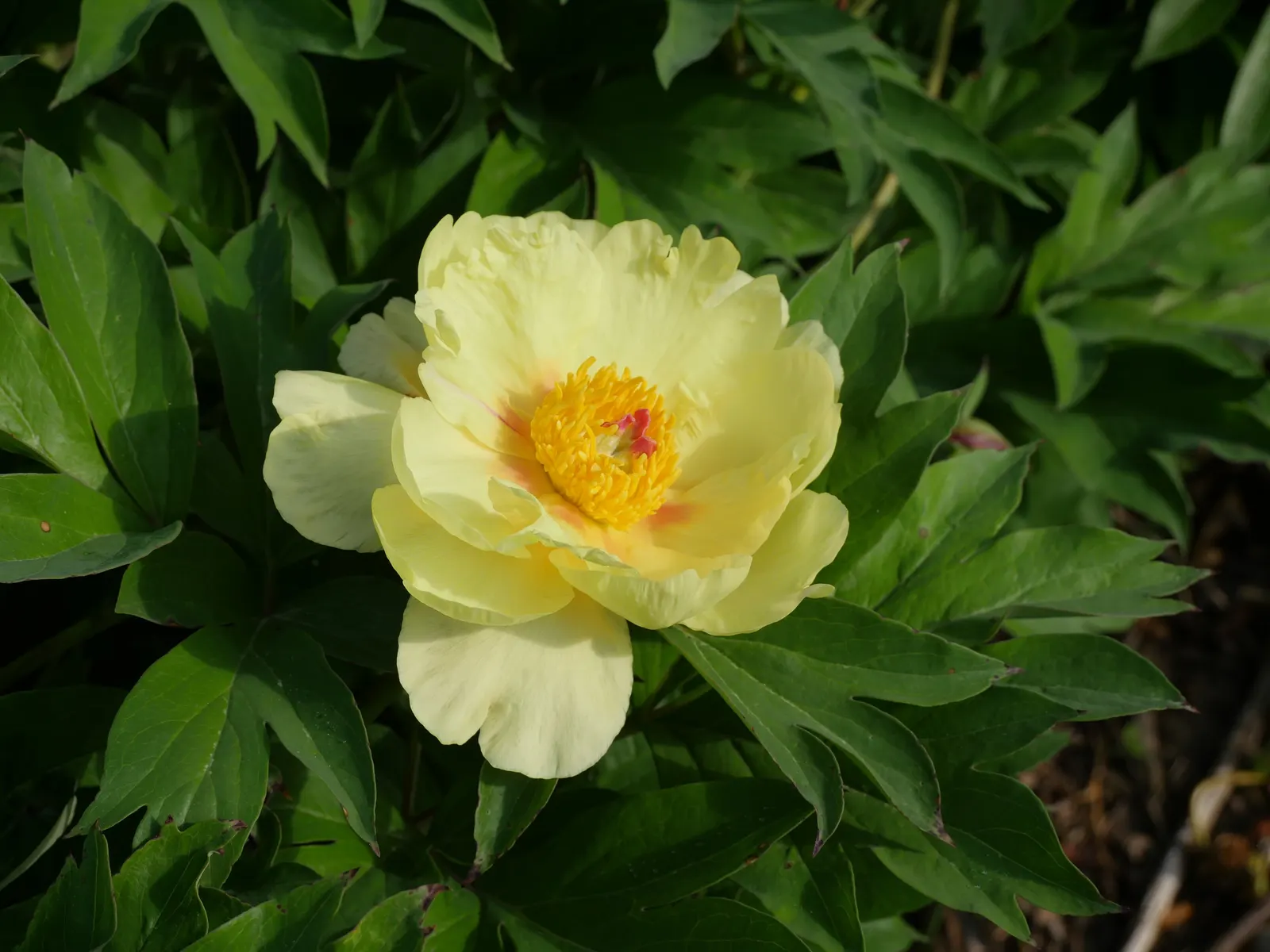 Peony, Herbaceous & Tree (Paeonia Cv. (Assorted)) — offering a legacy of beauty in a residential garden
