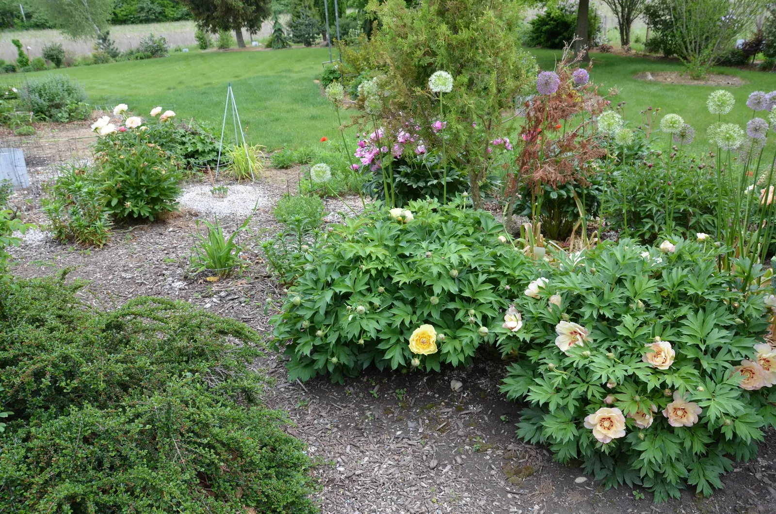Peony, Herbaceous & Tree (Paeonia Cv. (Assorted)) — with its botanical name Paeonia cv.